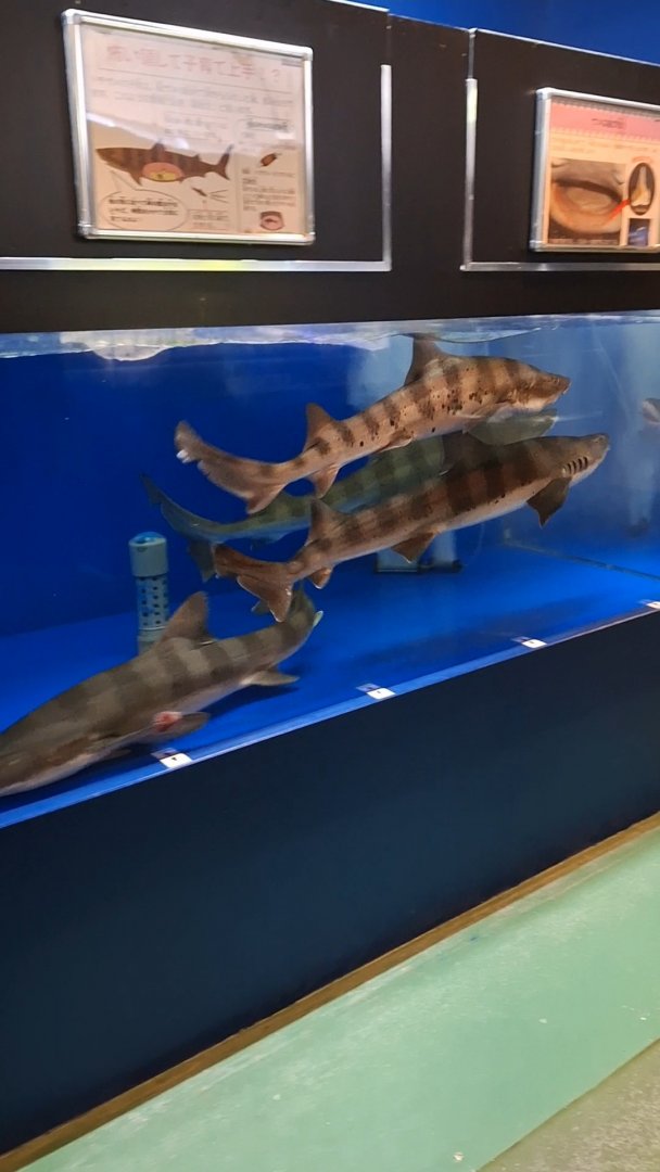 Banded Houndshark (Triakis scyllium) tank - Uozu Aquarium