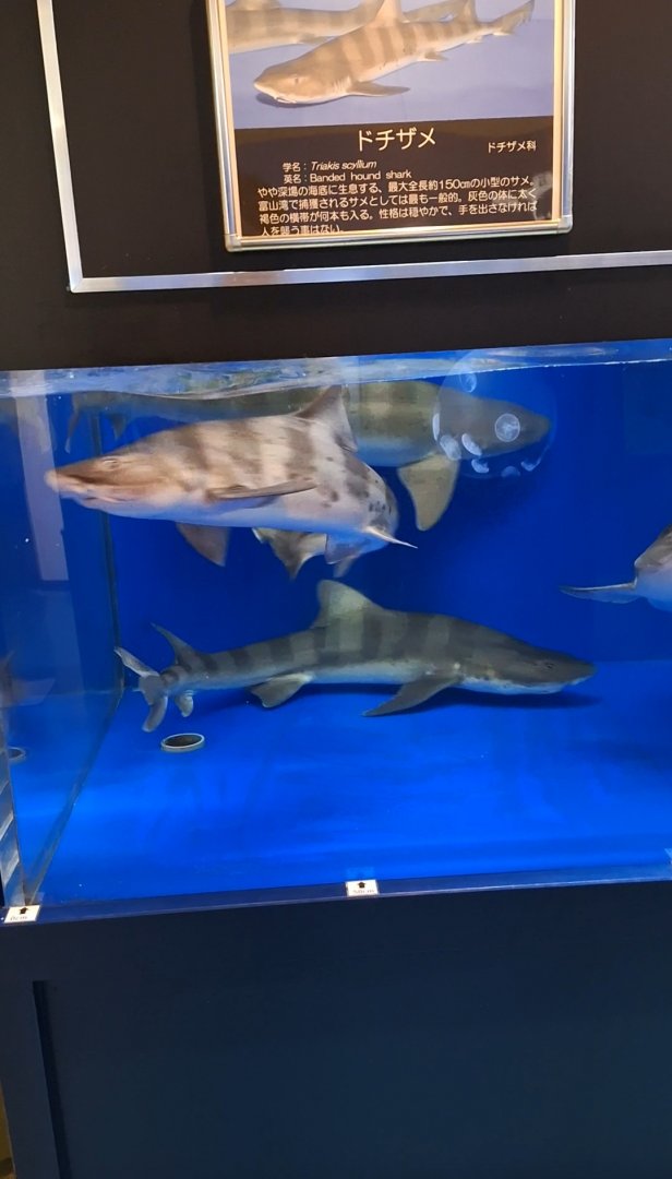 Banded Houndshark (Triakis scyllium) tank - Uozu Aquarium