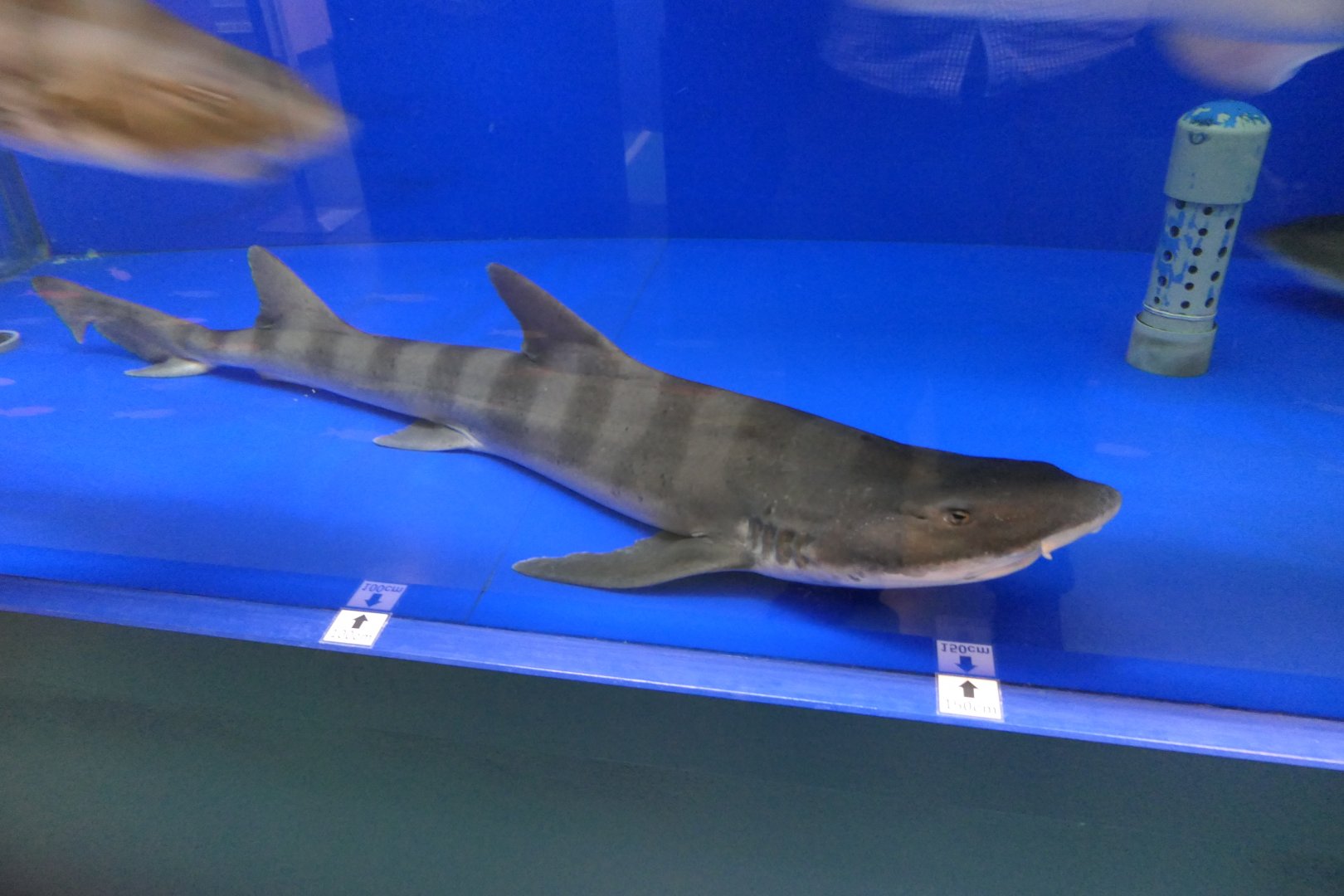 Banded Houndshark (Triakis scyllium) - Uozu Aquarium
