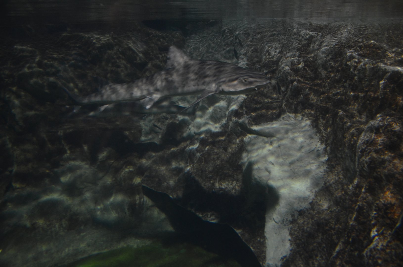 Banded Houndshark, Triakis scyllium