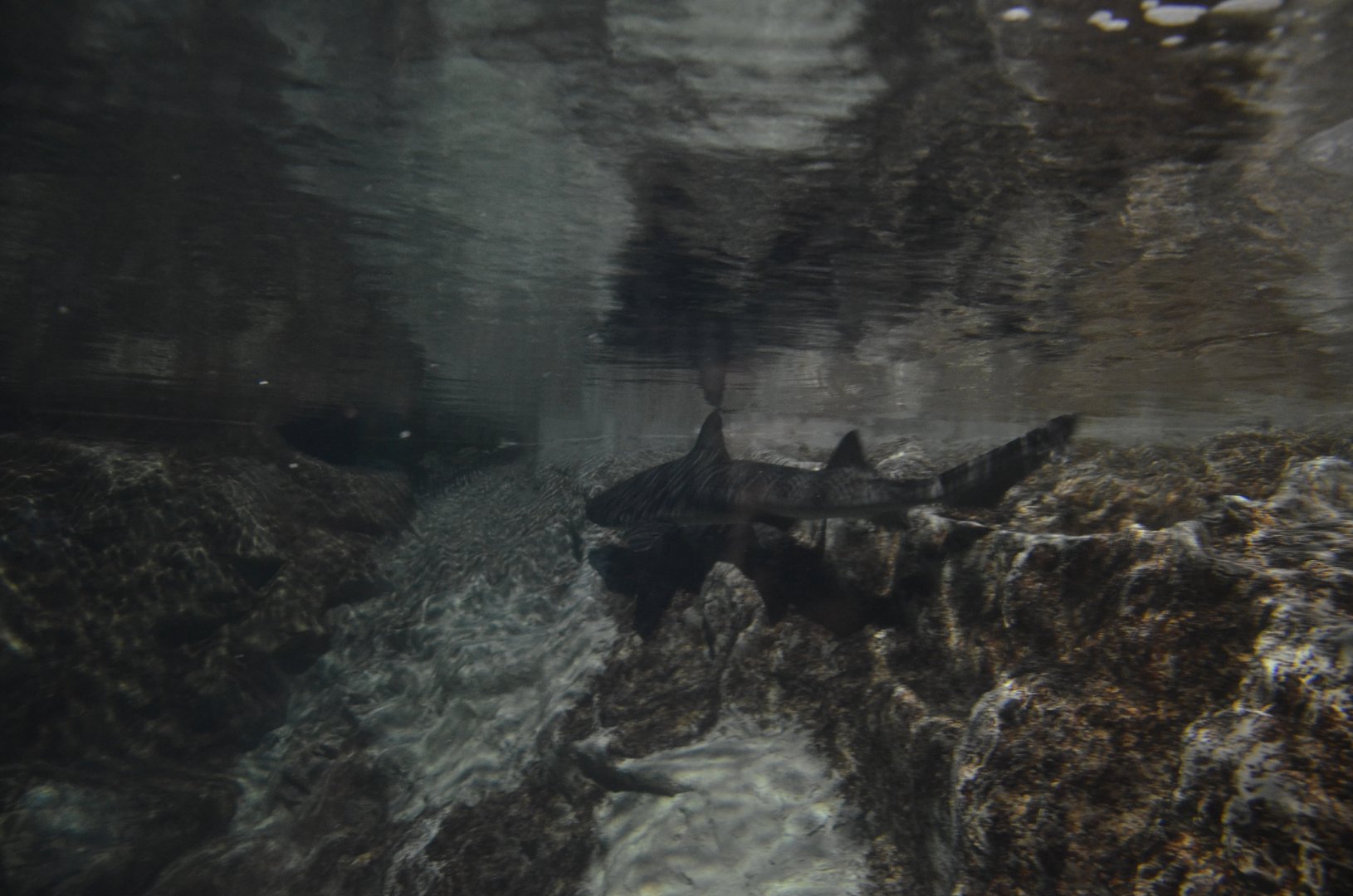 Banded Houndshark, Triakis scyllium