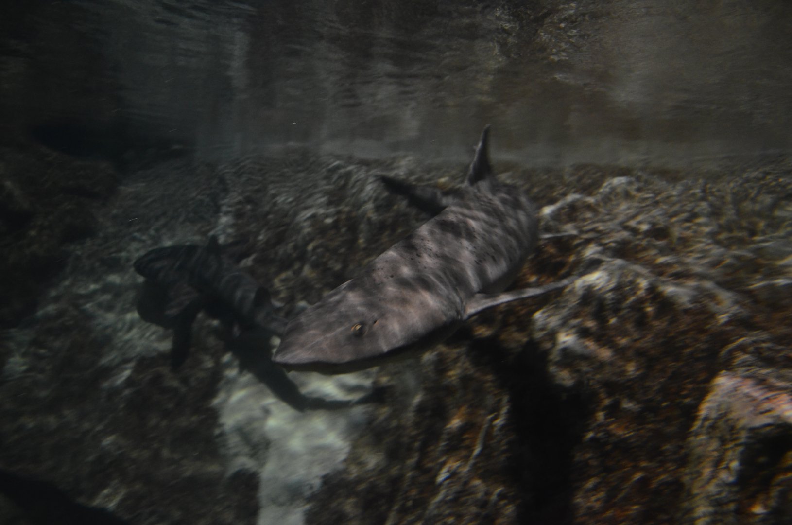 Banded Houndshark, Triakis scyllium