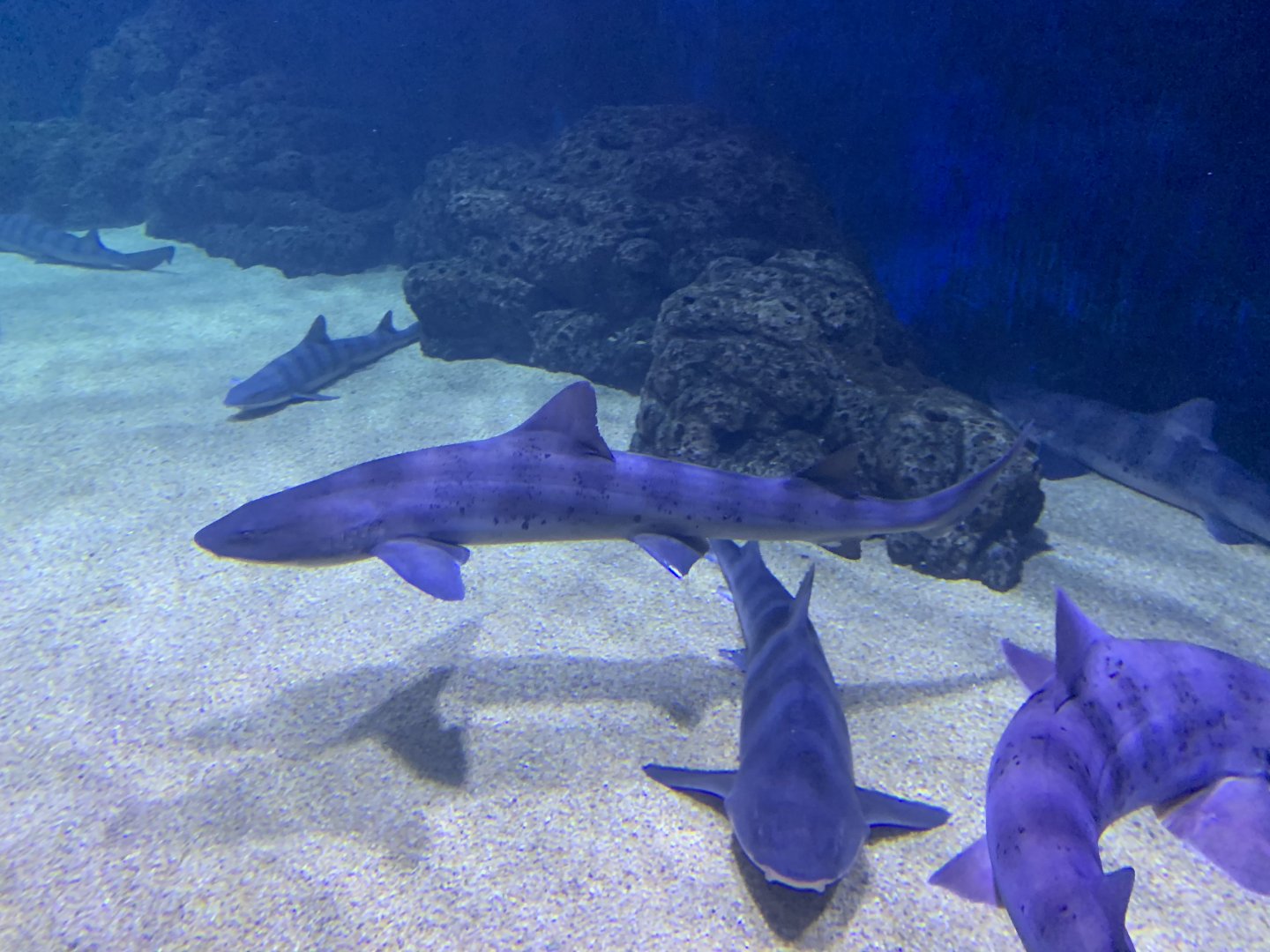 Banded Houndshark（Triakis scyllium）