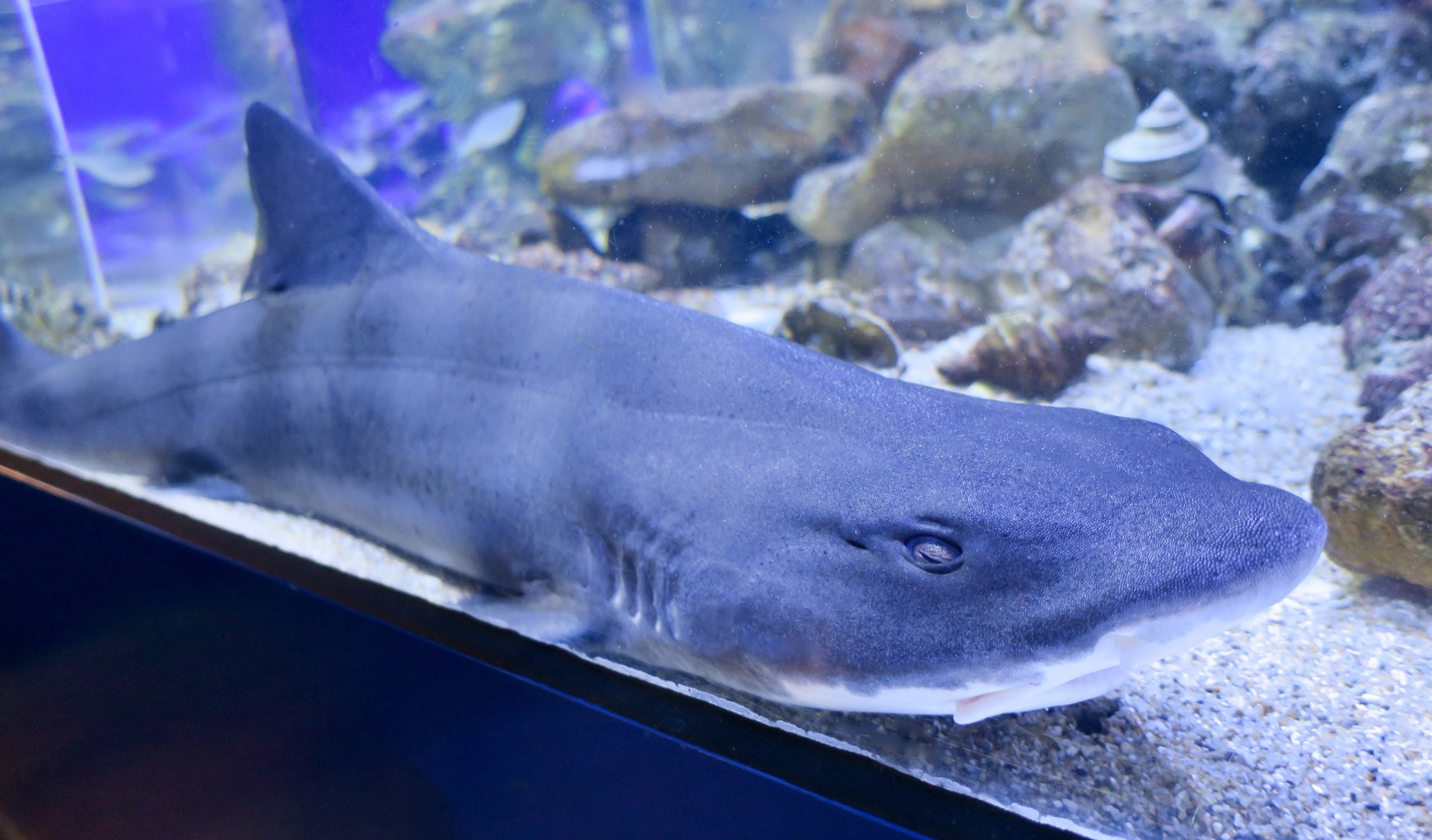 Banded Houndshark (Triakis scyllium)
