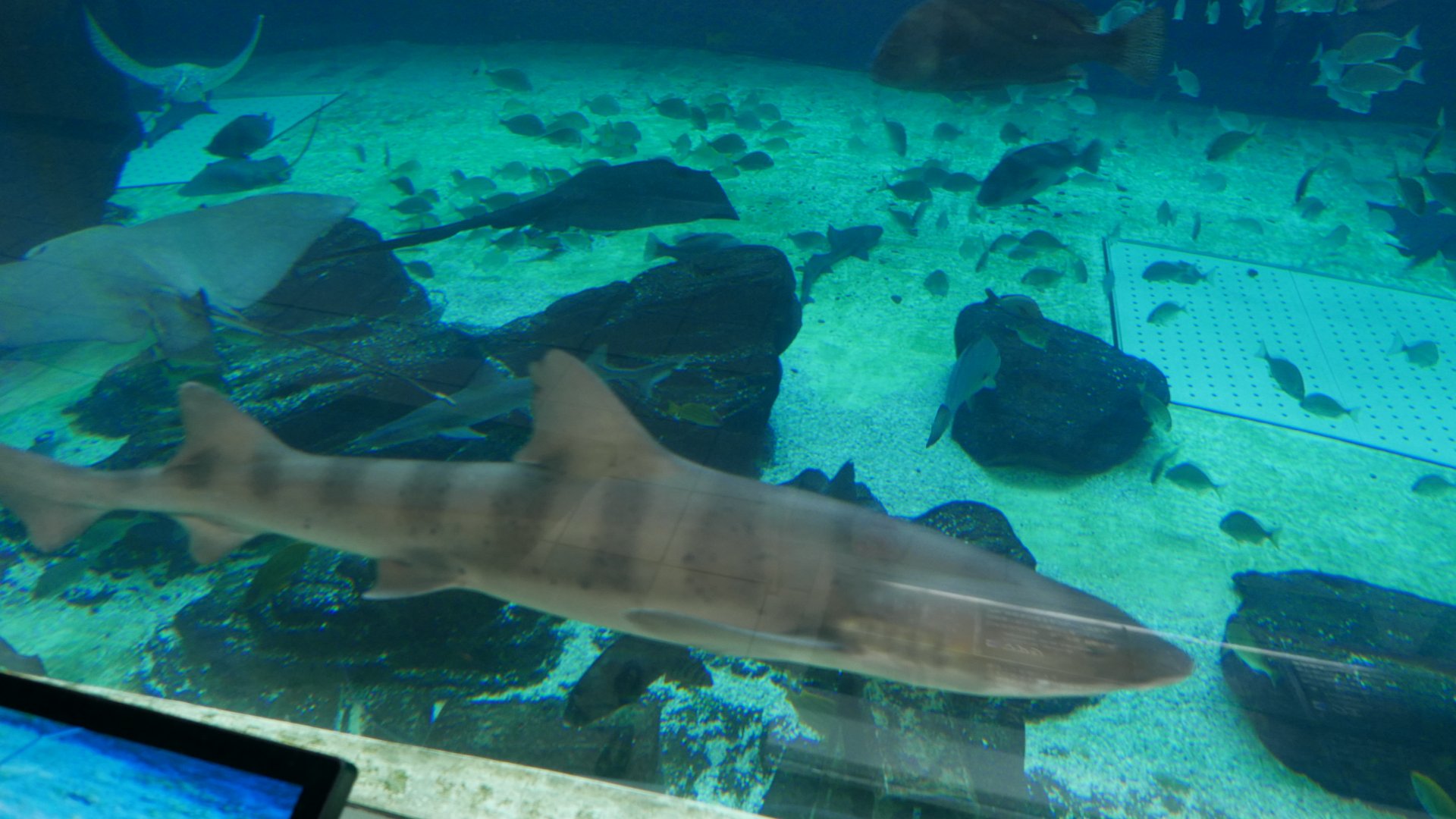 Banded Houndshark