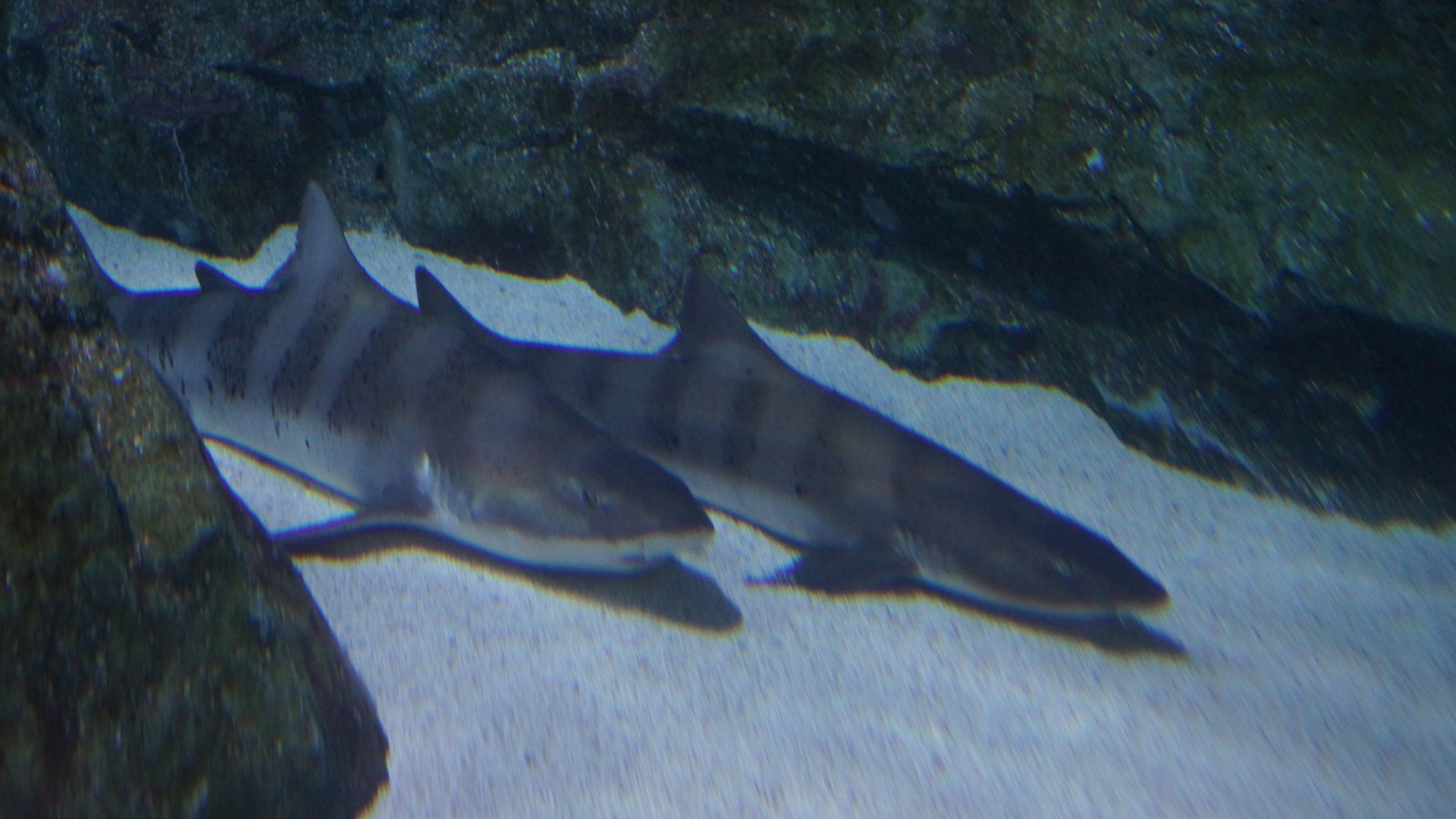 Banded Houndshark