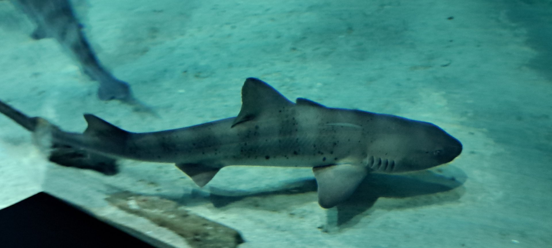 Banded Houndshark
