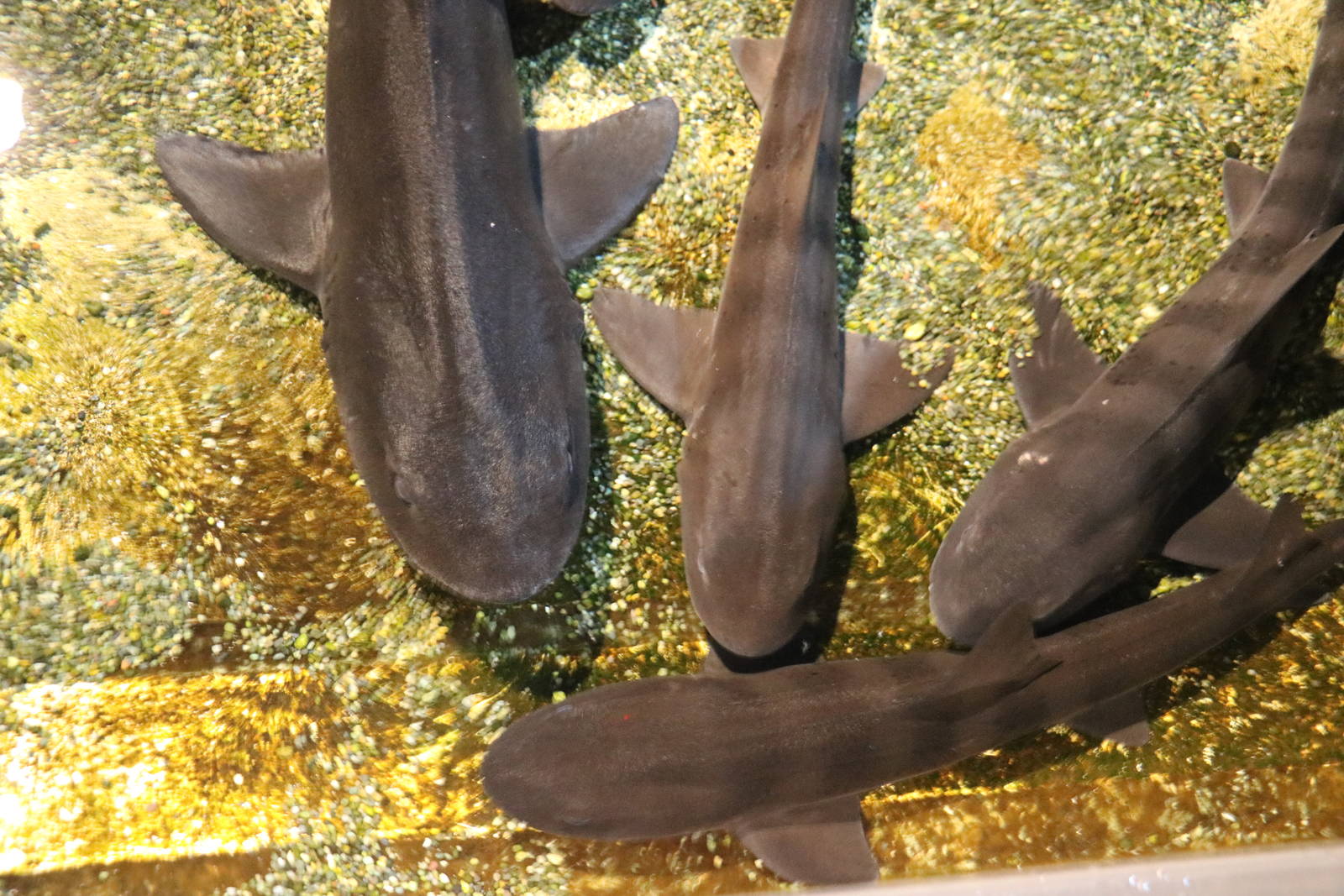 Banded houndsharks, February 2016