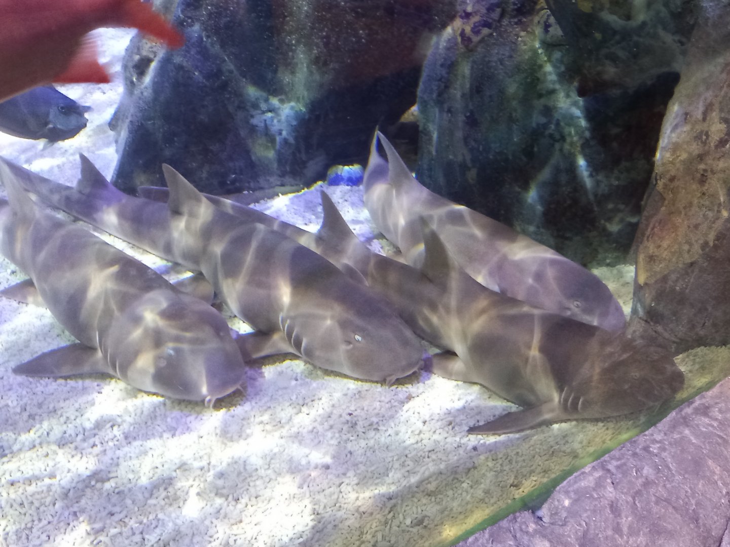 Banded Houndsharks