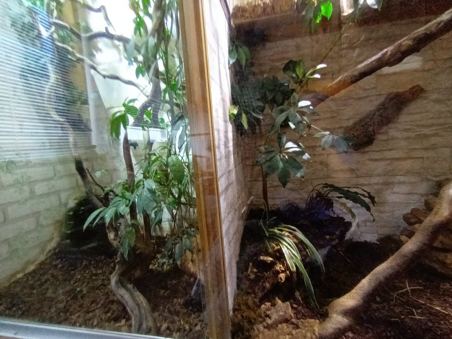 Banded Iguana and Panther Chameleon Habitats