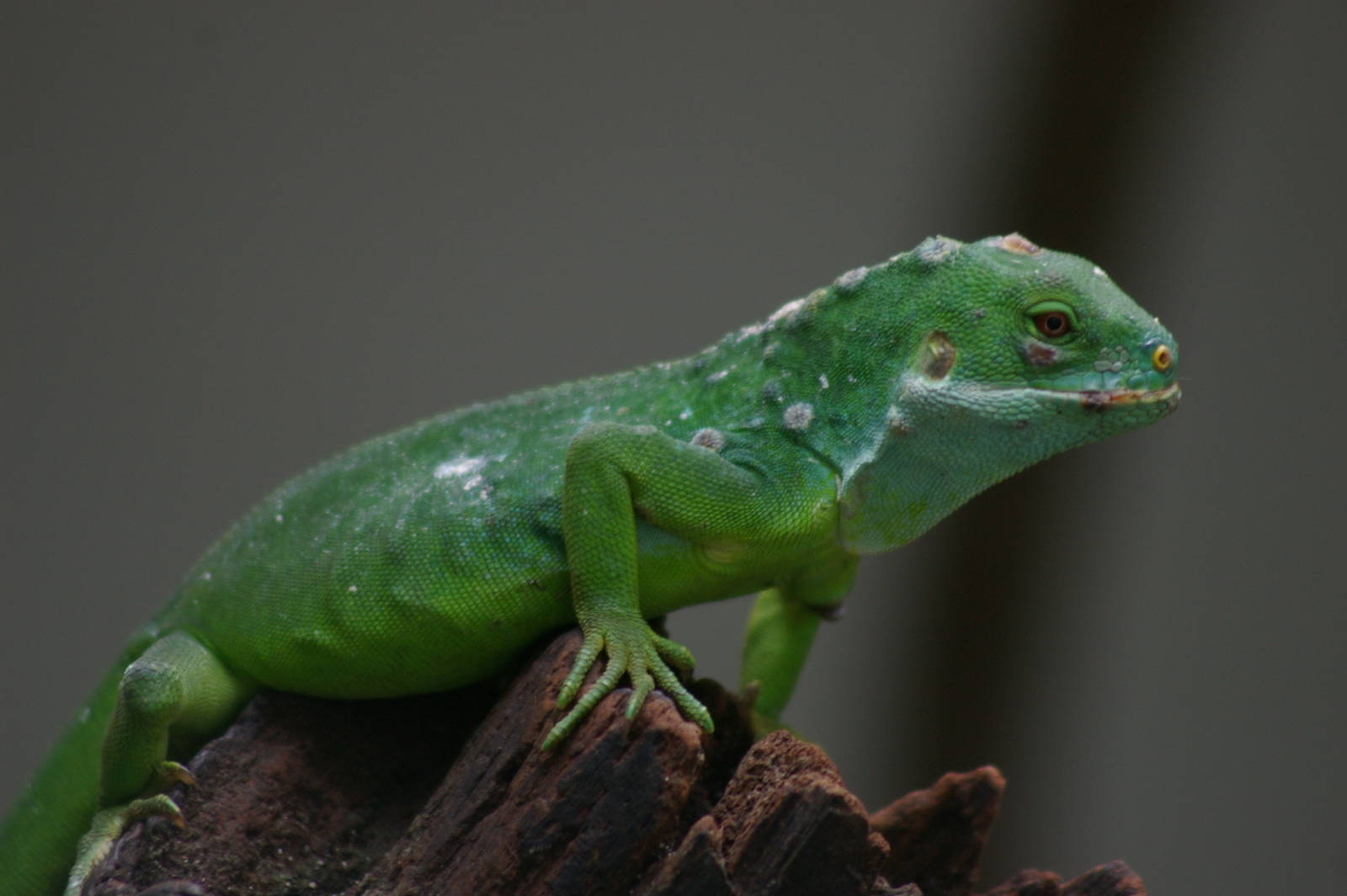 banded iguana (Brachylophus fasciatus)