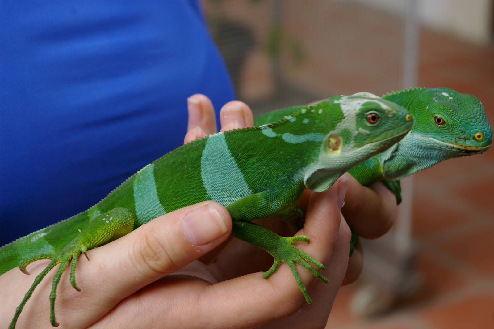 banded iguanas (Brachylophus fasciatus)
