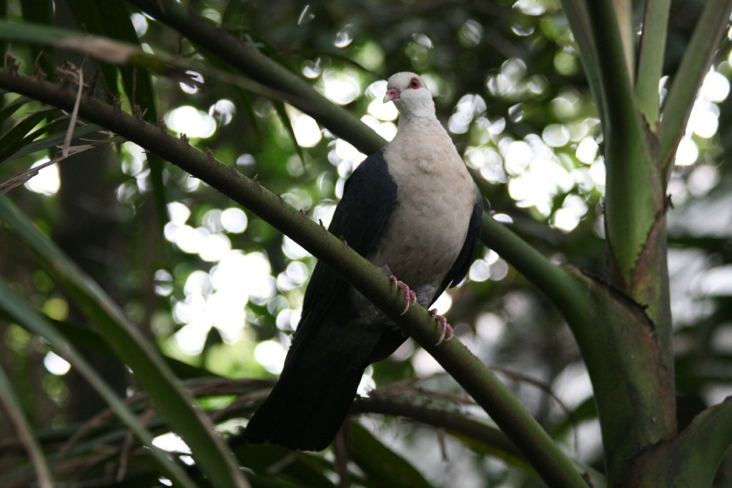Banded Imperial Pigeon (aka White-headed Pigeon)