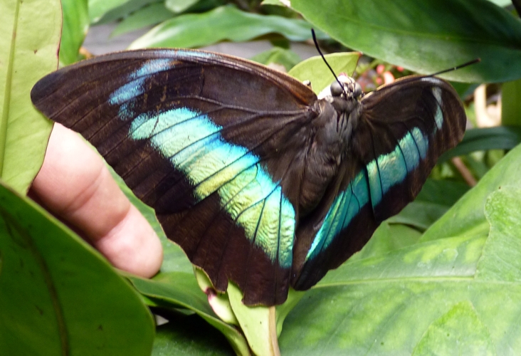Banded king shoemaker (Archaeoprepona demophon)