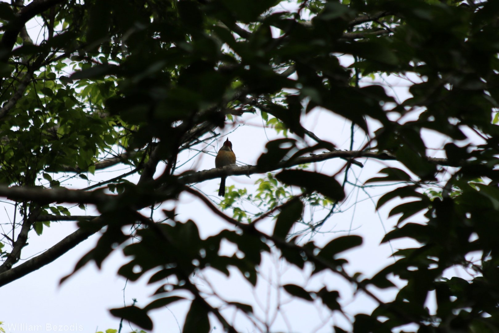 Banded Kingfisher - Kaeng Krachan National Park