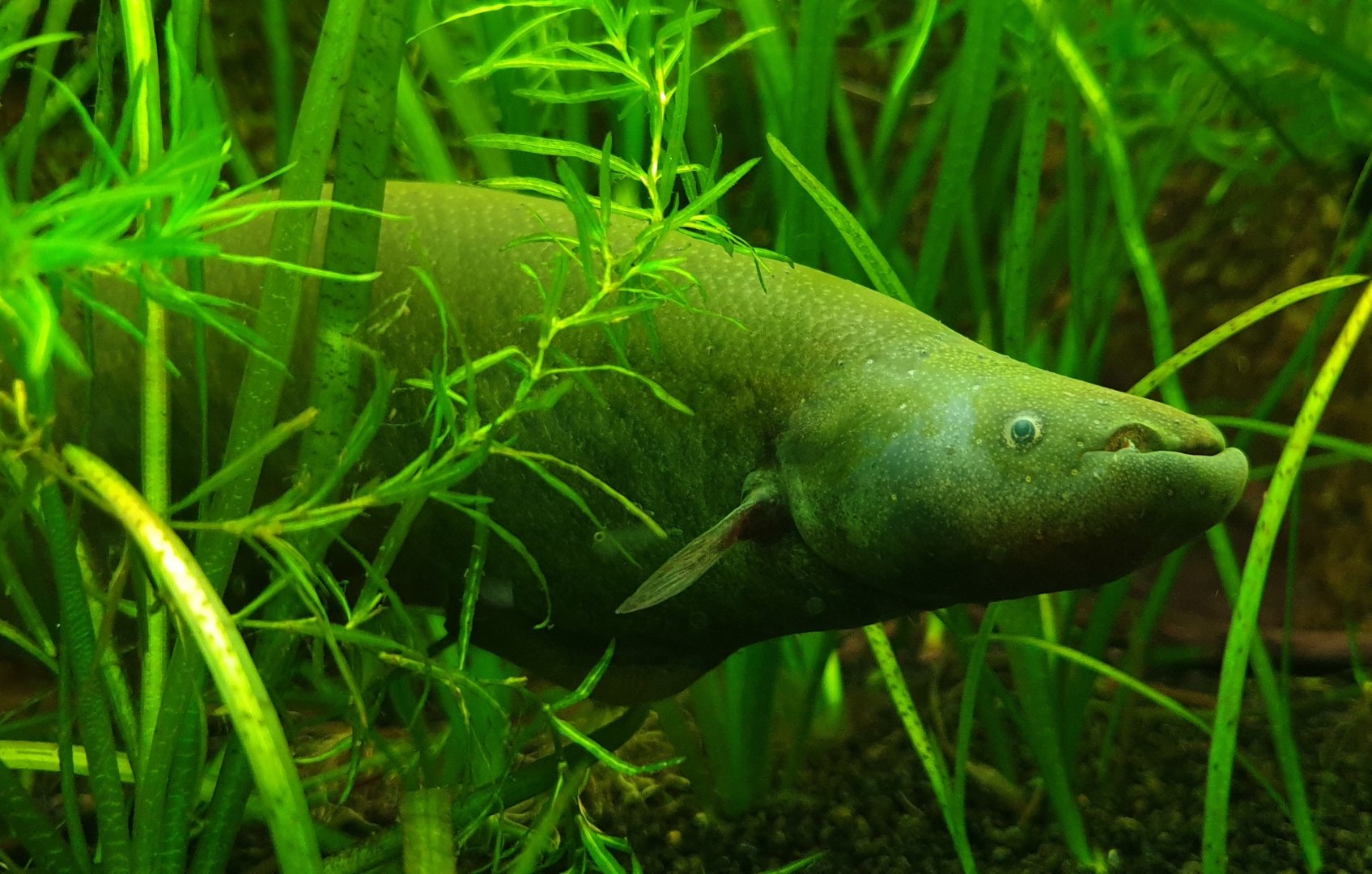 Banded knifefish - Gymnotus carapo