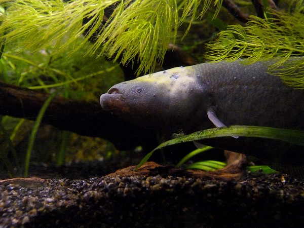 Banded knifefish