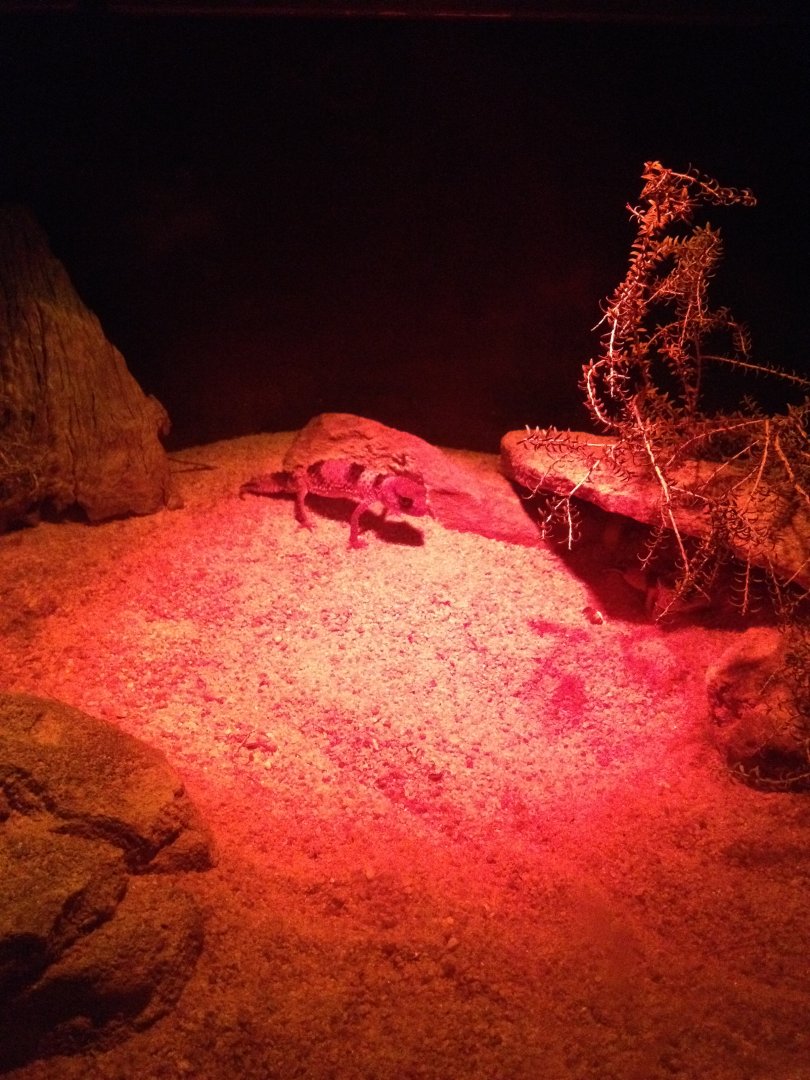 Banded Knob-tailed Gecko (Nephrurus wheeleri cinctus)