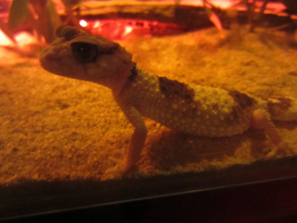 Banded Knob-tailed Gecko