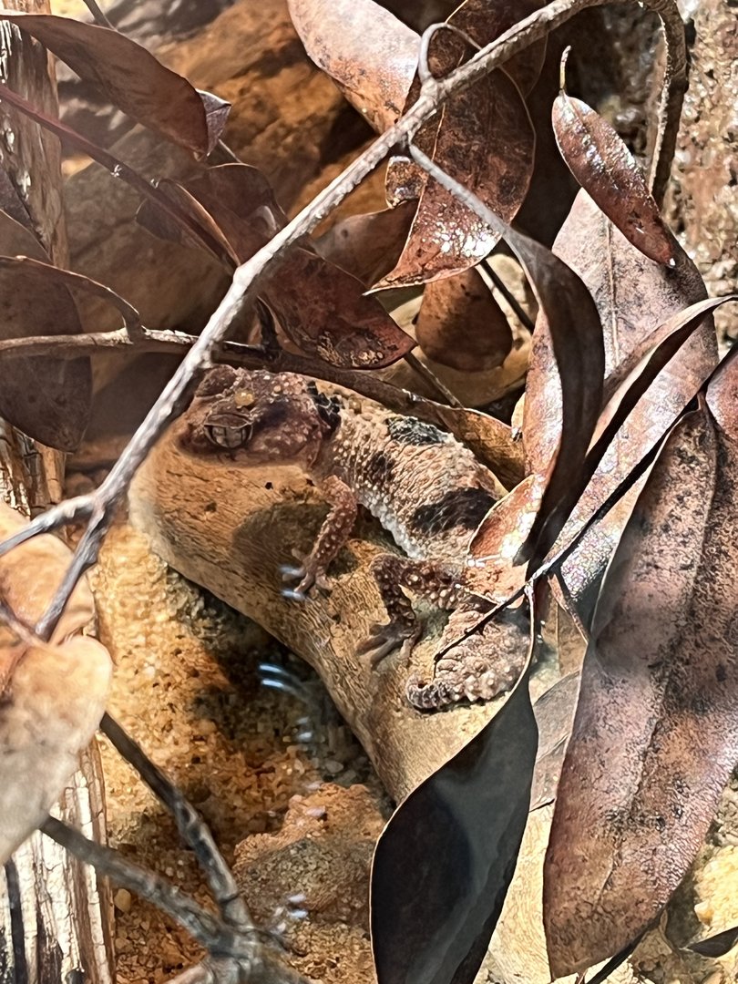 Banded Knob-tailed Gecko