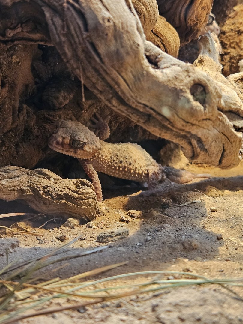 Banded knob-tailed gecko