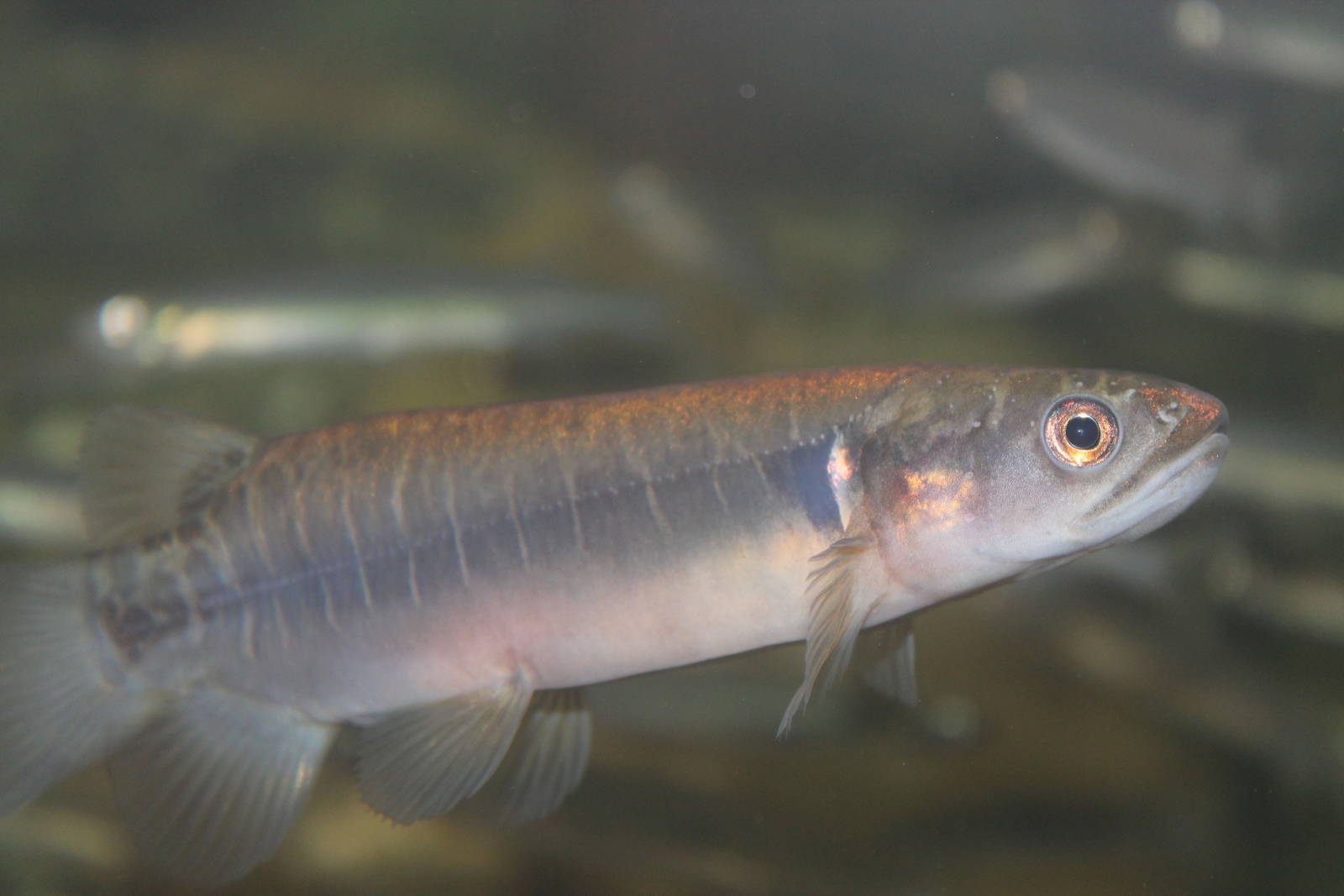 banded kokopu (Galaxias fasciatus)