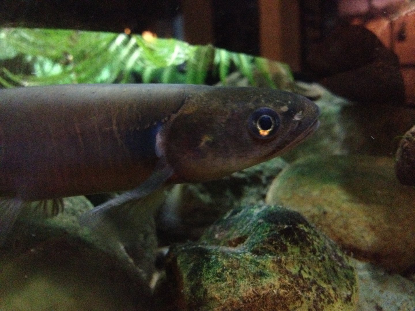 Banded Kokopu (Galaxias fasciatus)