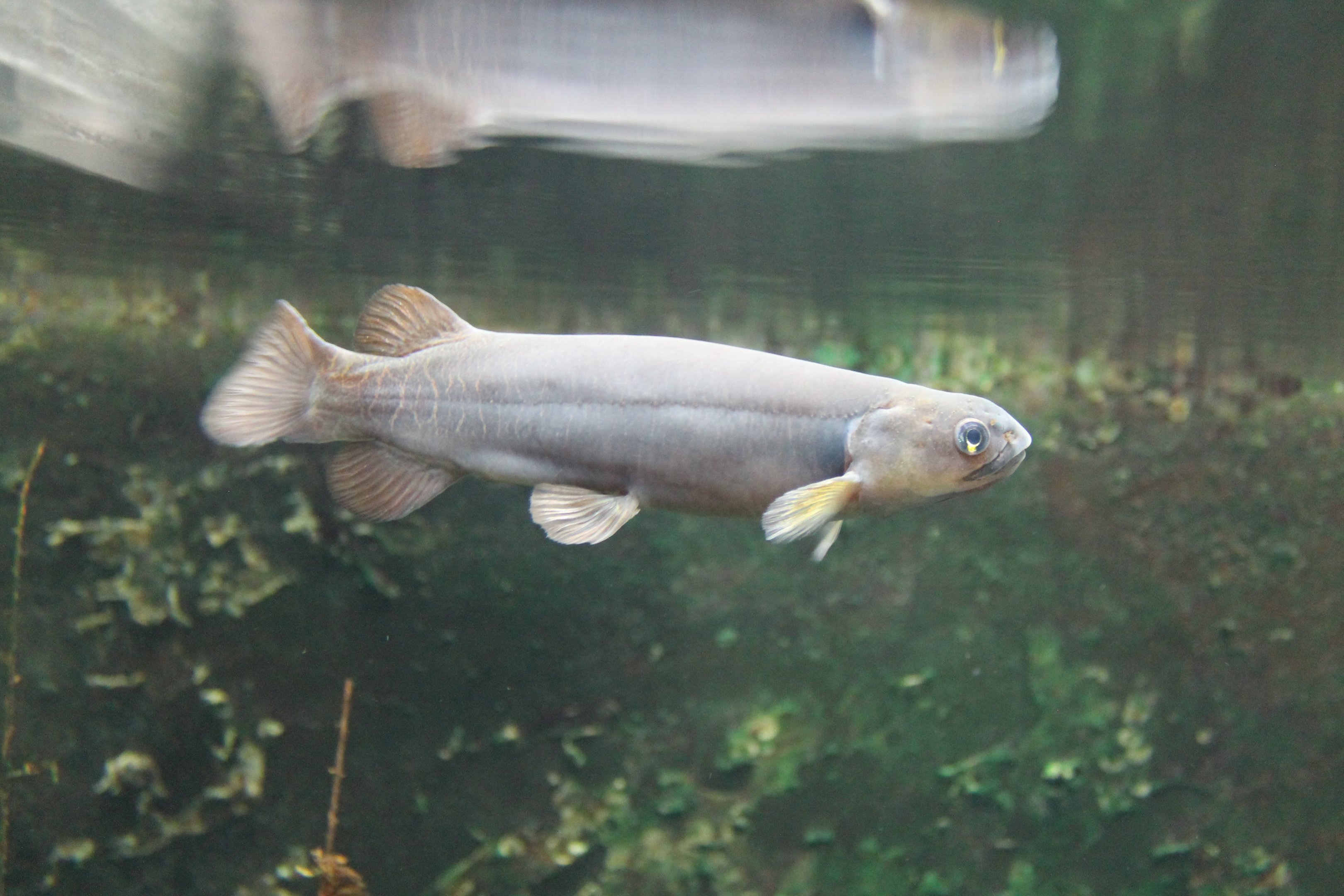 Banded Kokopu (Galaxias fasciatus)