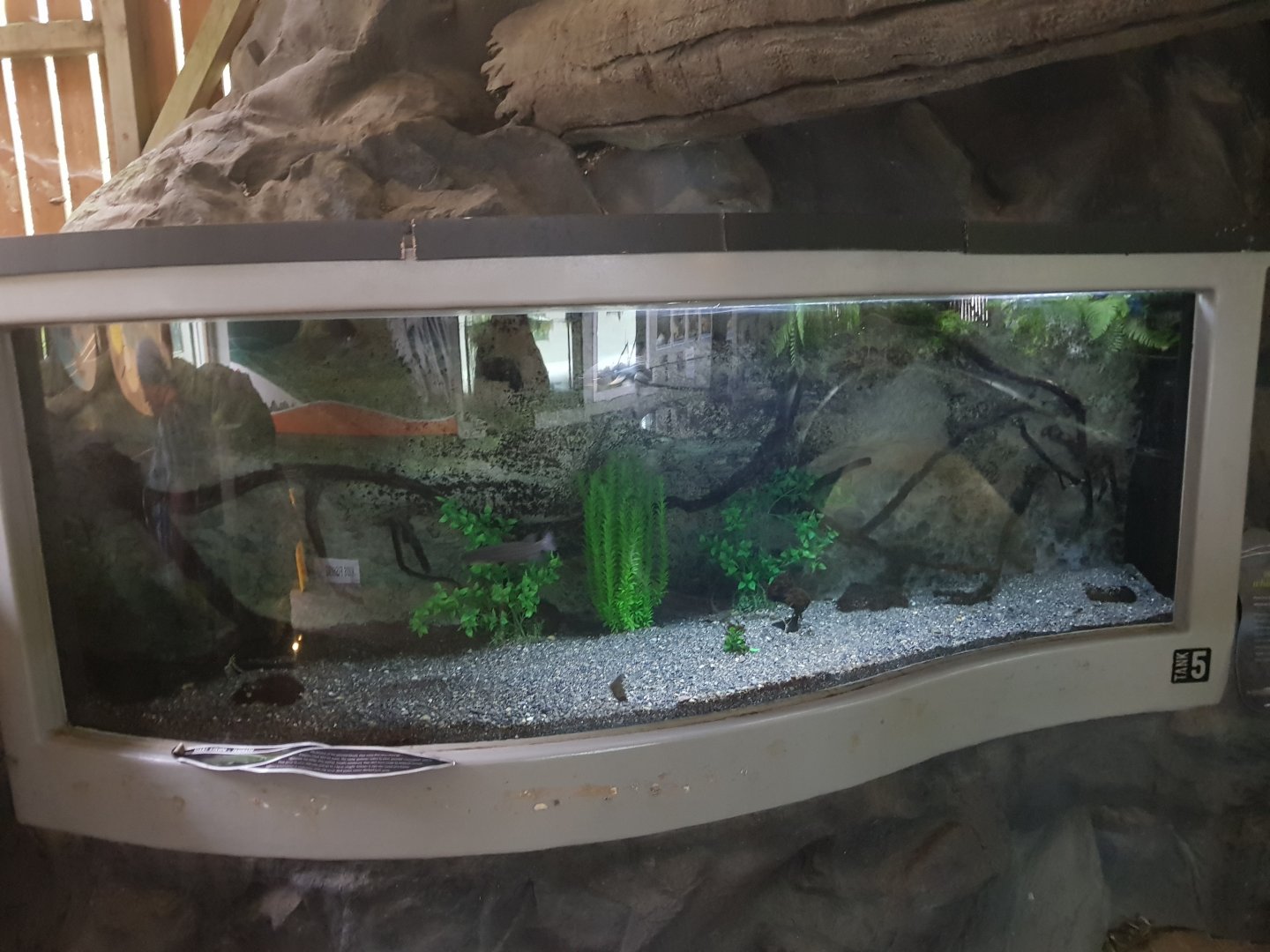 Banded Kōkopu- Tongariro National Trout Centre