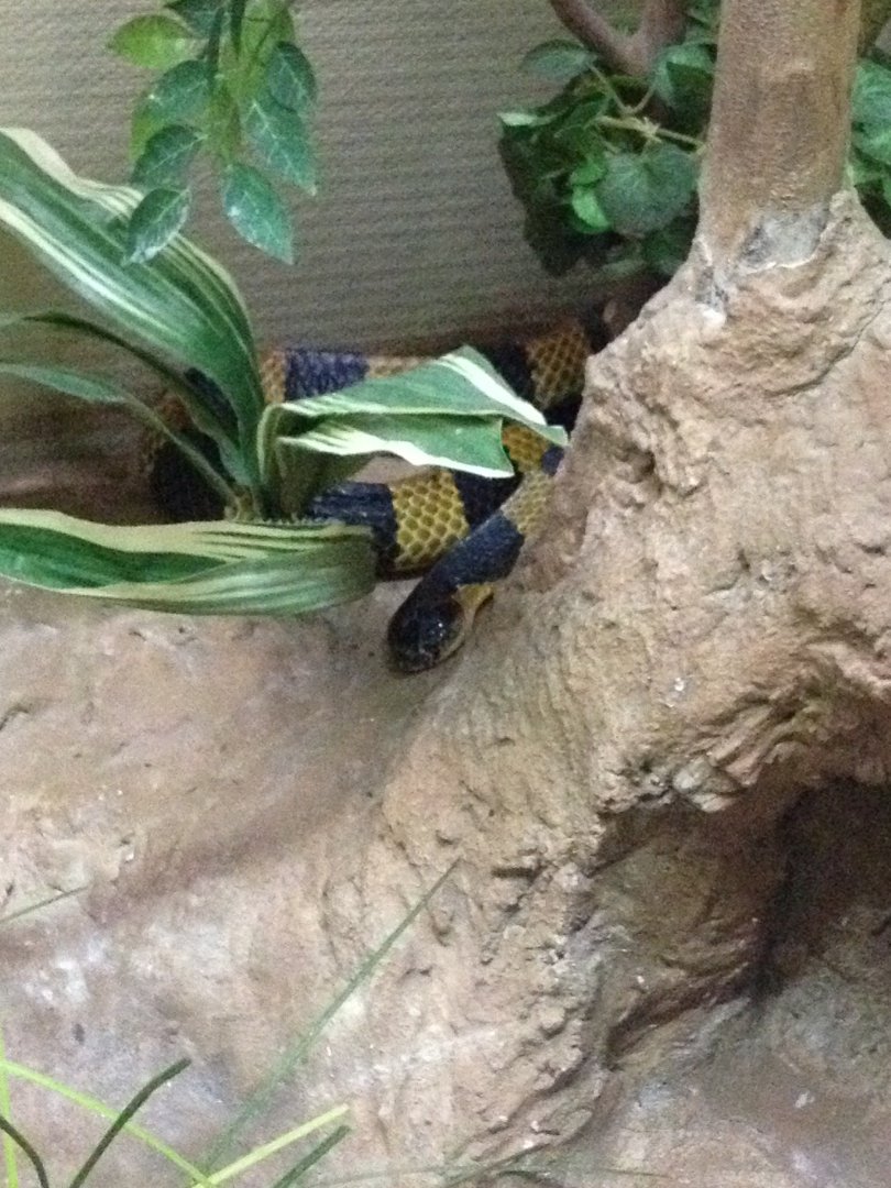 Banded Krait (Bungarus fasciatus)