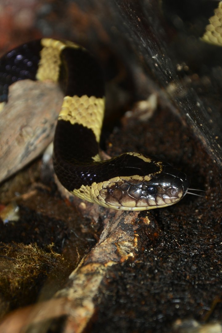 Banded krait (Bungarus fasciatus)