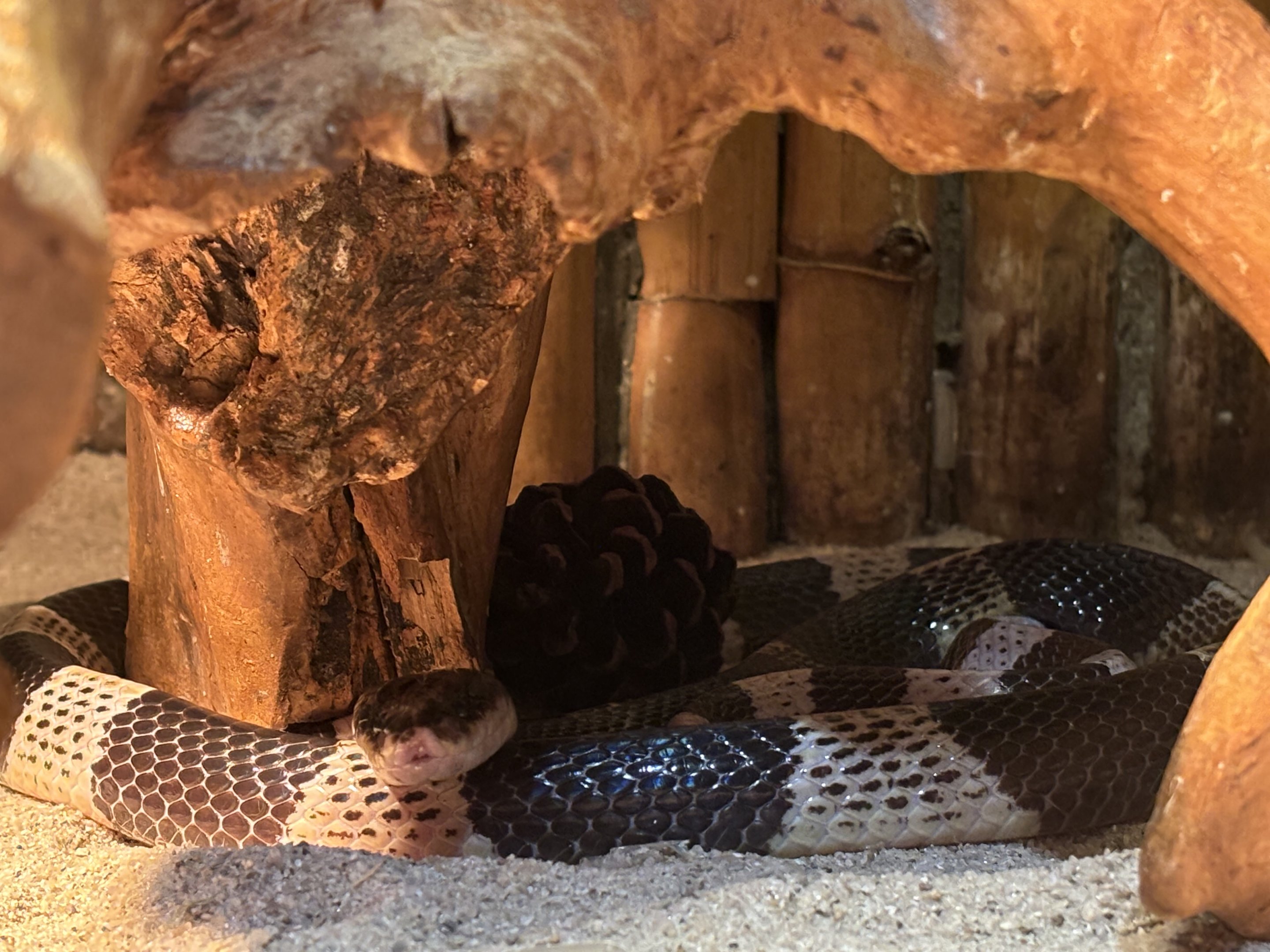 Banded Krait - Reptile Tunnel