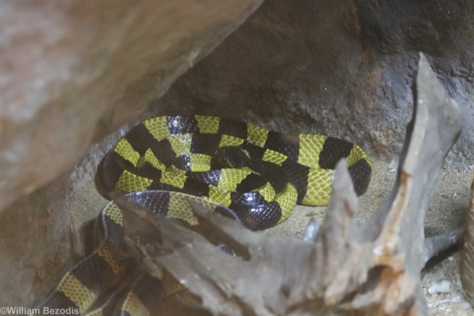 Banded Krait