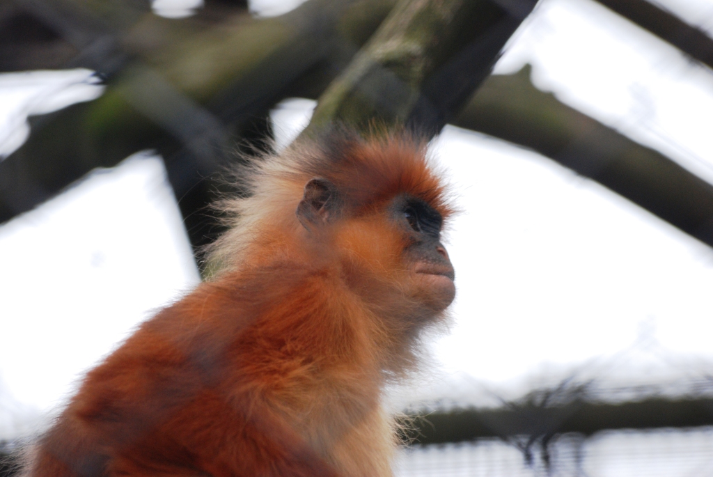 Banded Langur at Howletts, 30/08/14