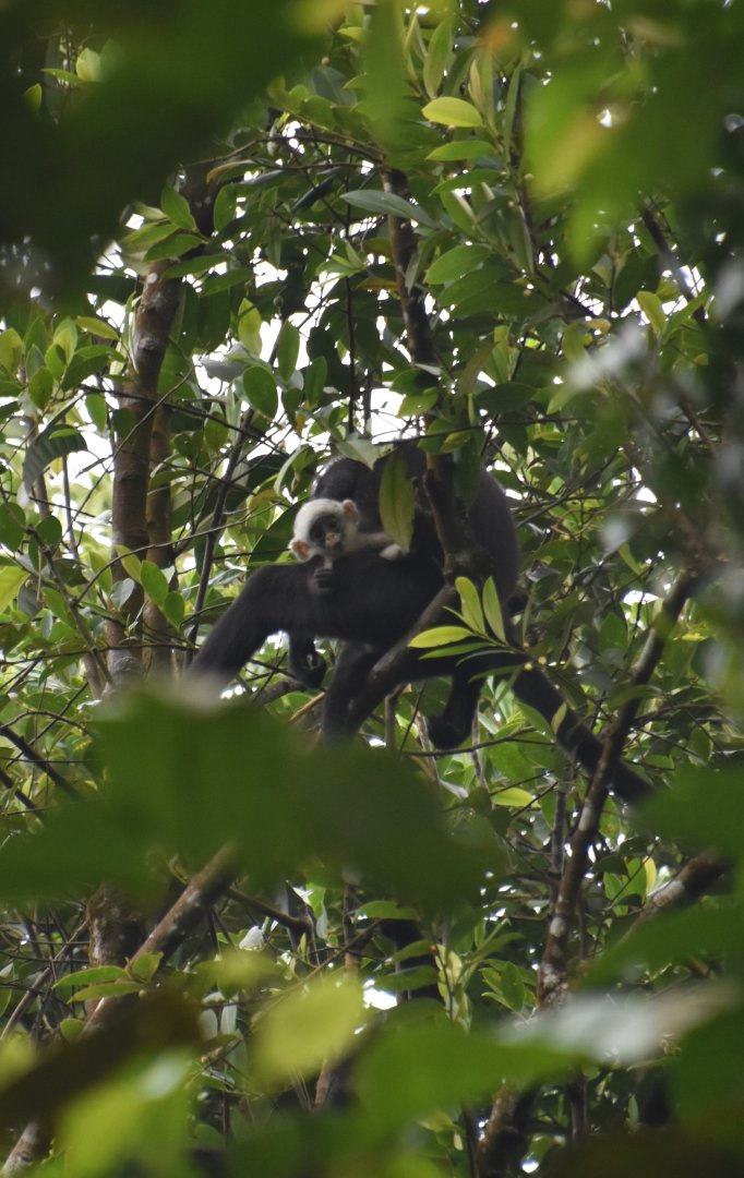 Banded langur baby! Presbytis femoralis