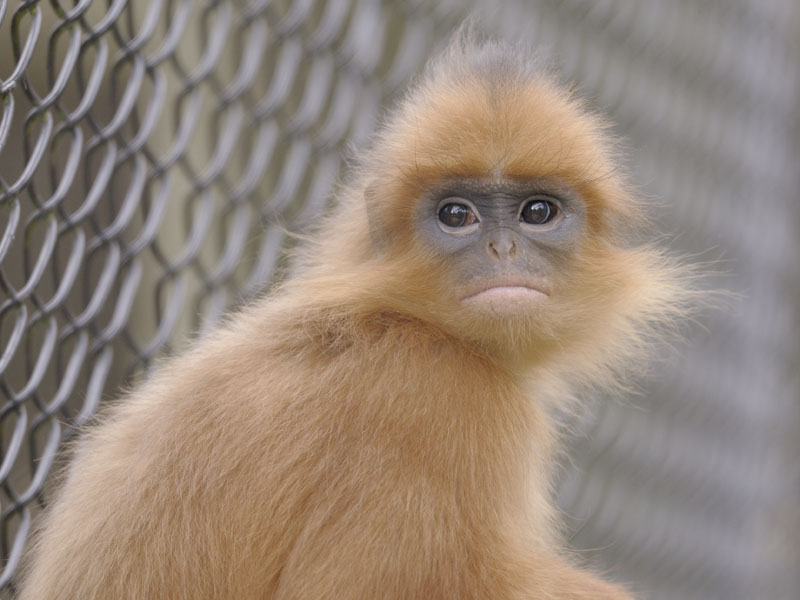 Banded langur