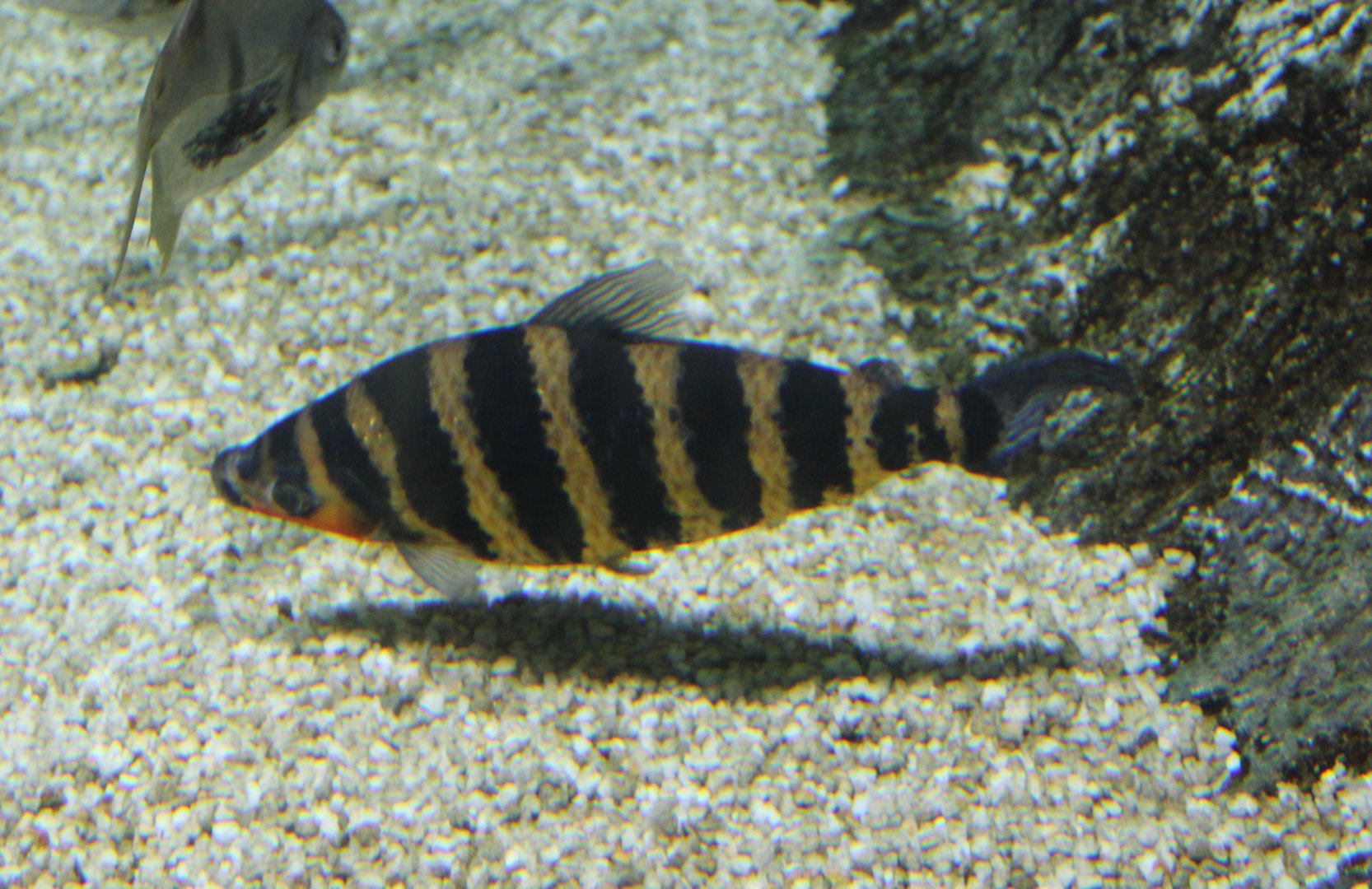 Banded laporinus - Laporinus fasciatus
