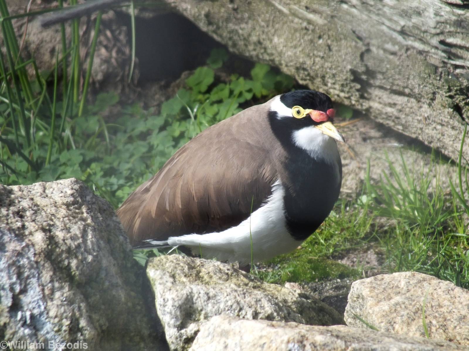 Banded Lapwing - Caversham Wildlife Park