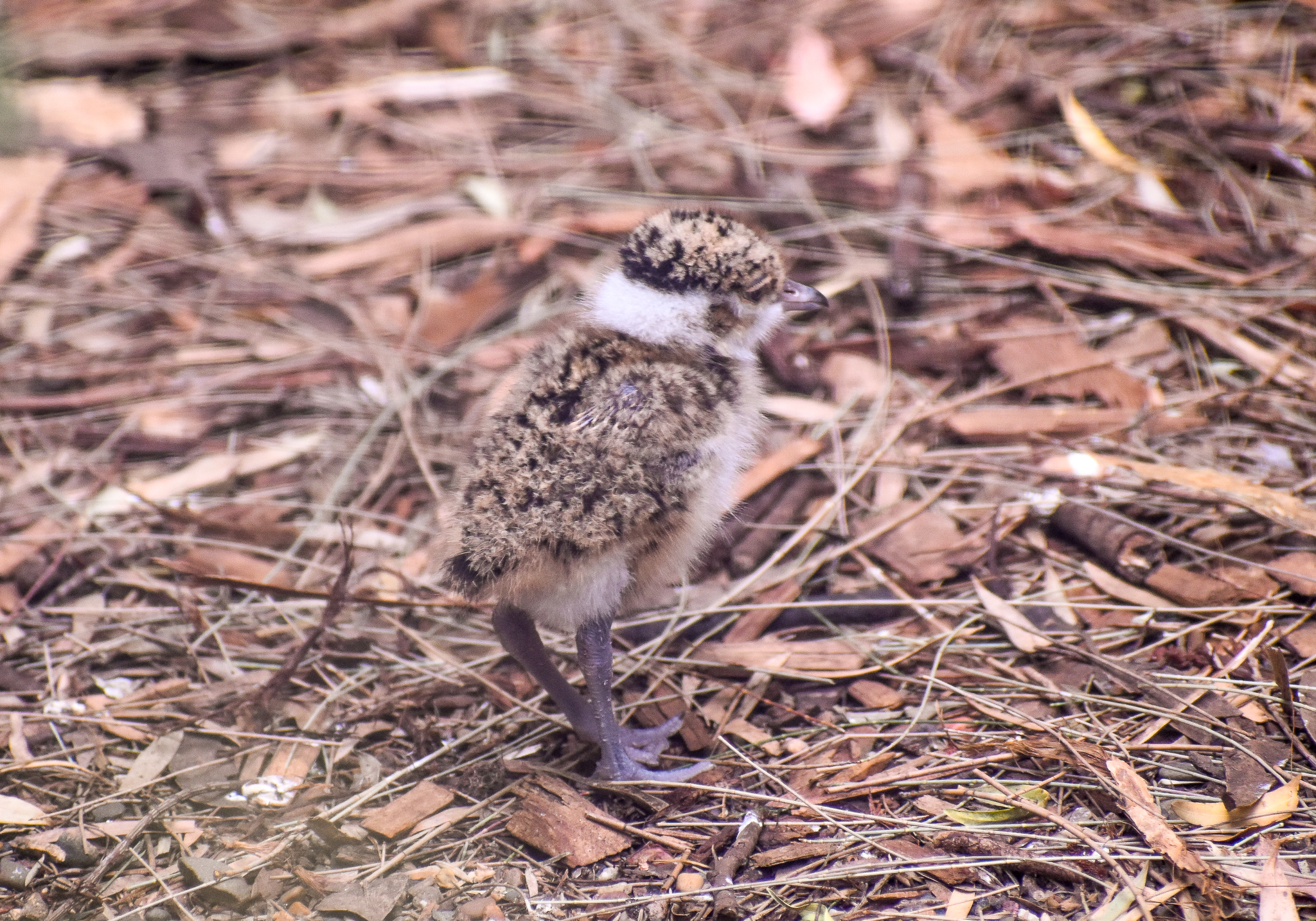 Banded Lapwing Chick