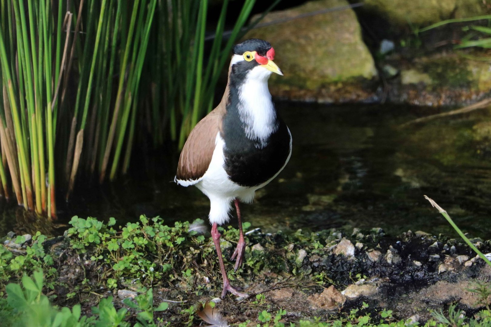 Banded lapwing, June 2016