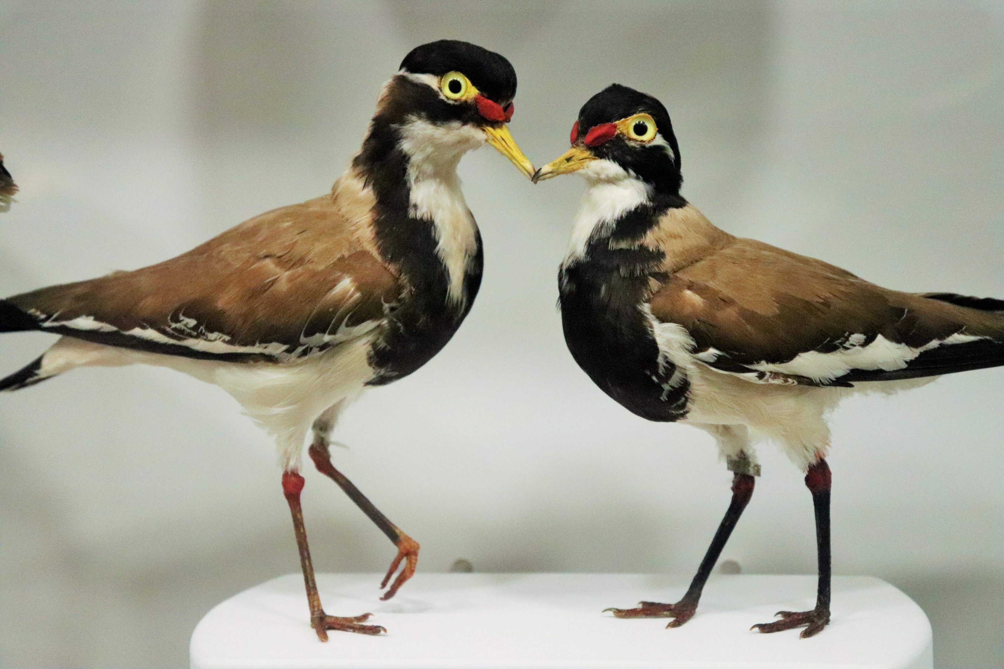 Banded Lapwing (Vanellus tricolor)