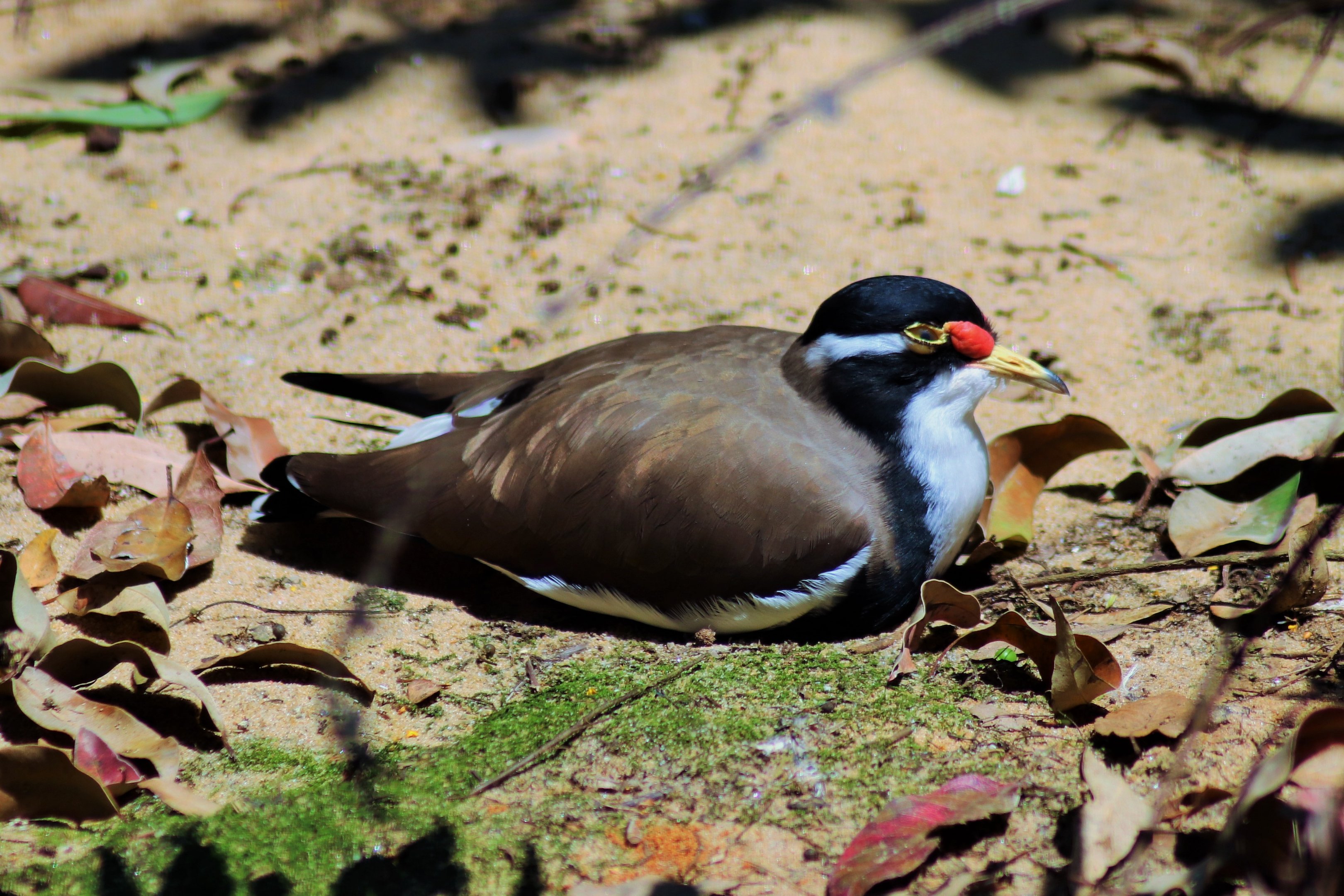 Banded Lapwing (Vanellus tricolor)