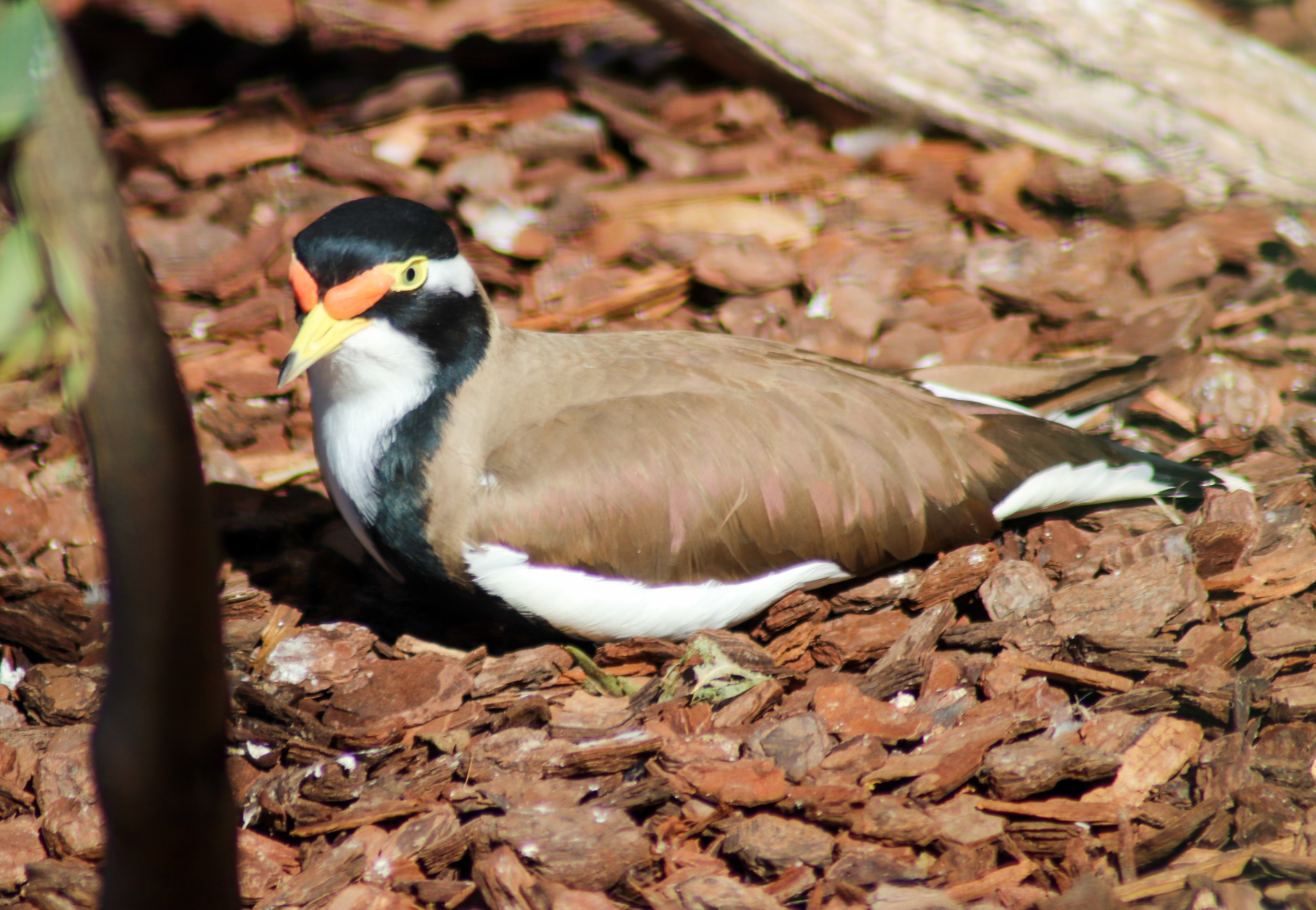 Banded Lapwing (Vanellus tricolor)
