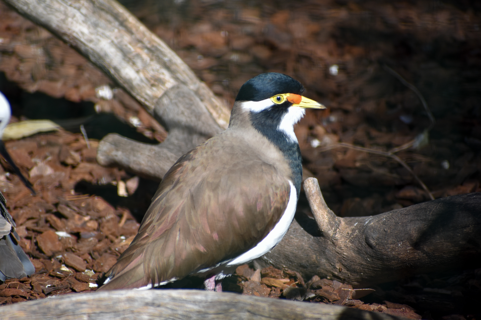Banded Lapwing (Vanellus tricolor)