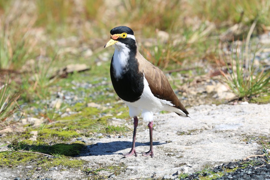 Banded Lapwing