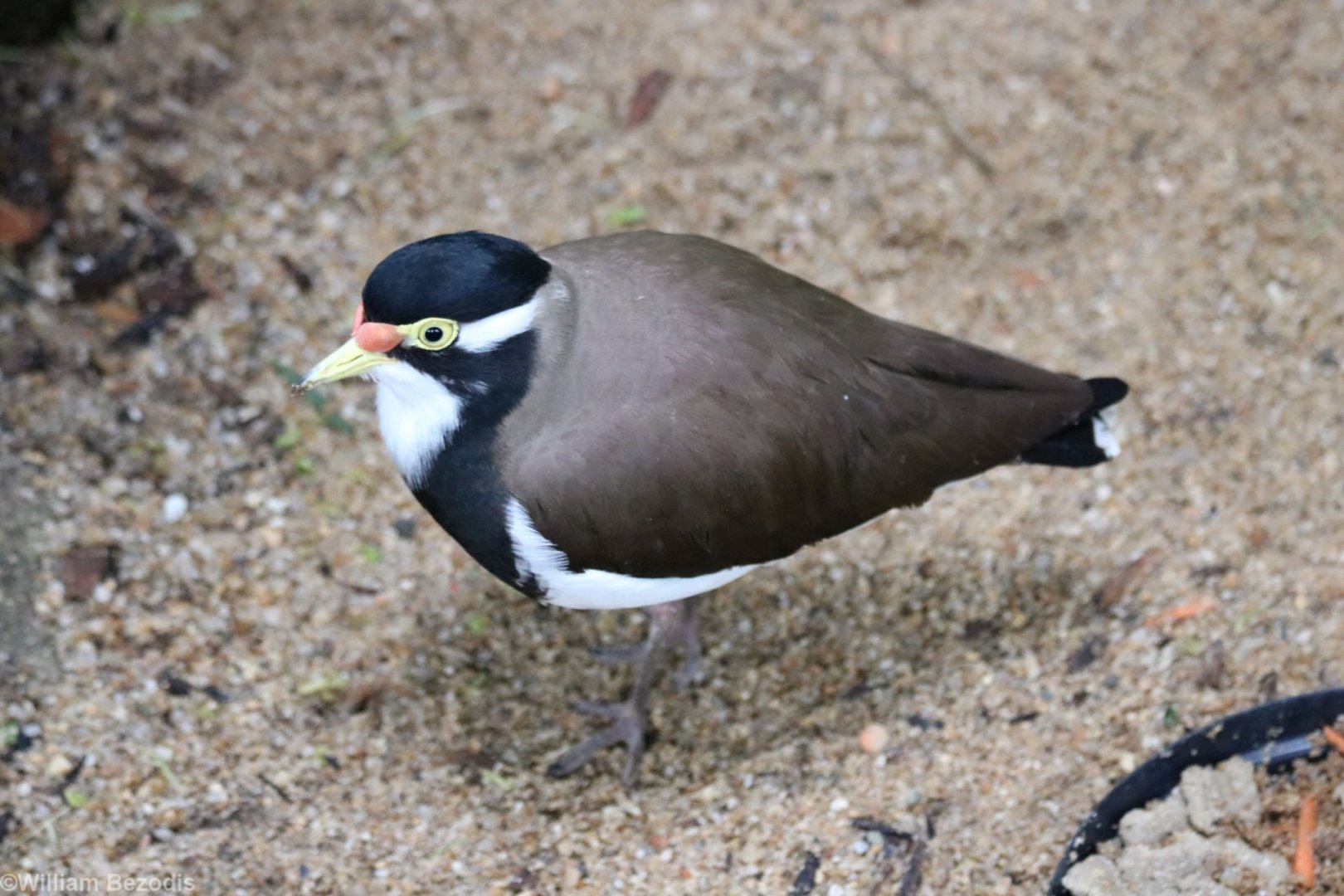 Banded Lapwing