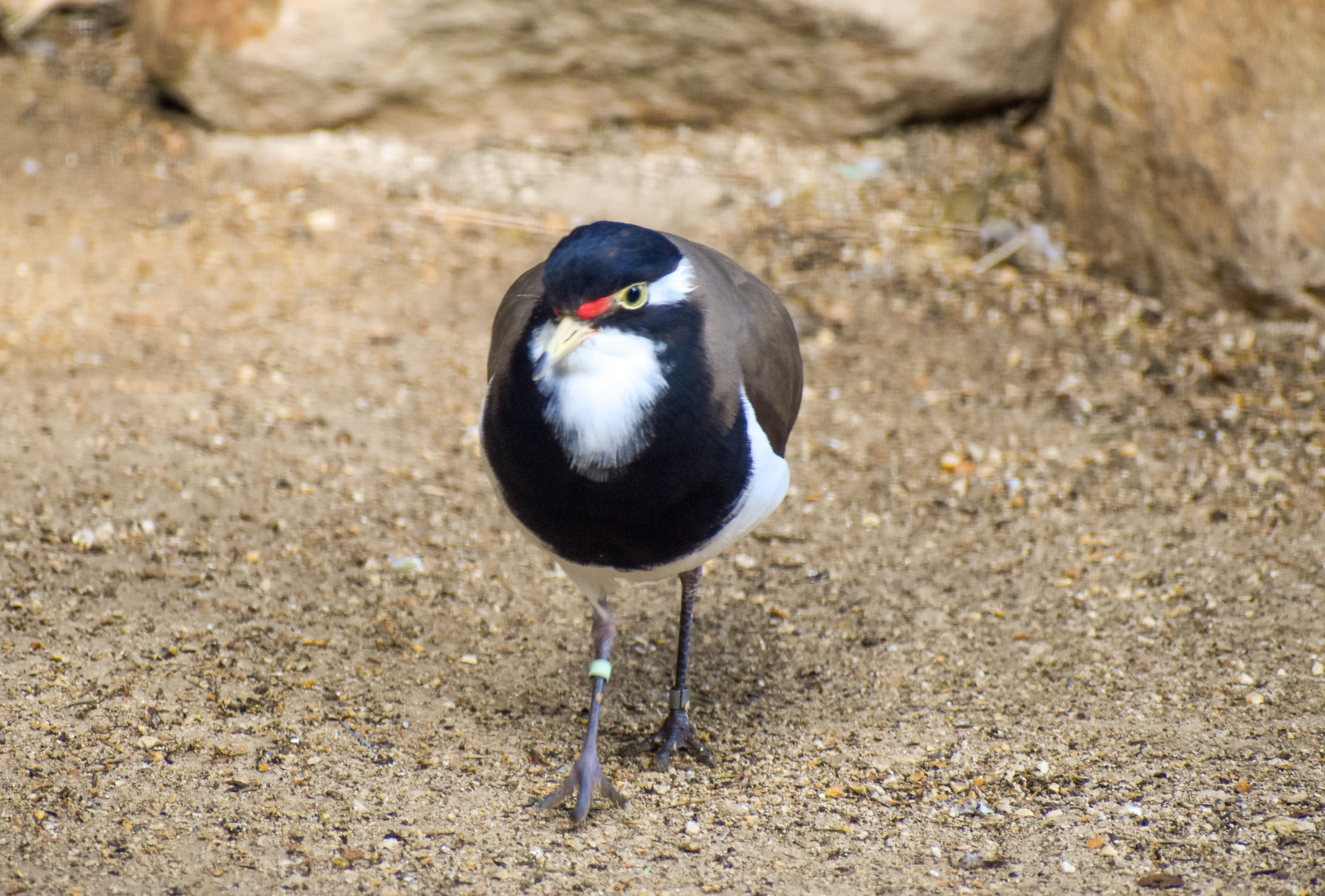 Banded Lapwing