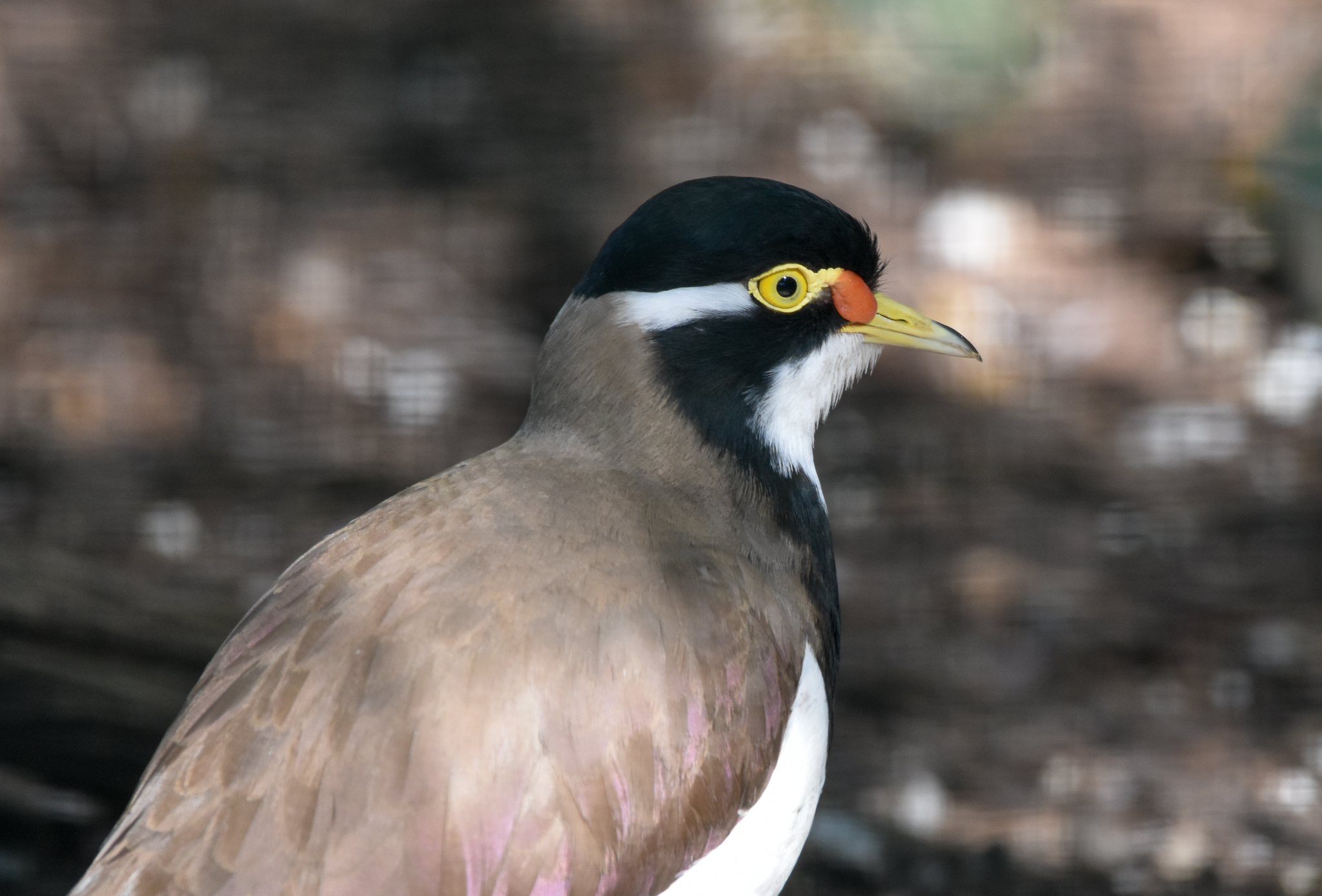 Banded Lapwing