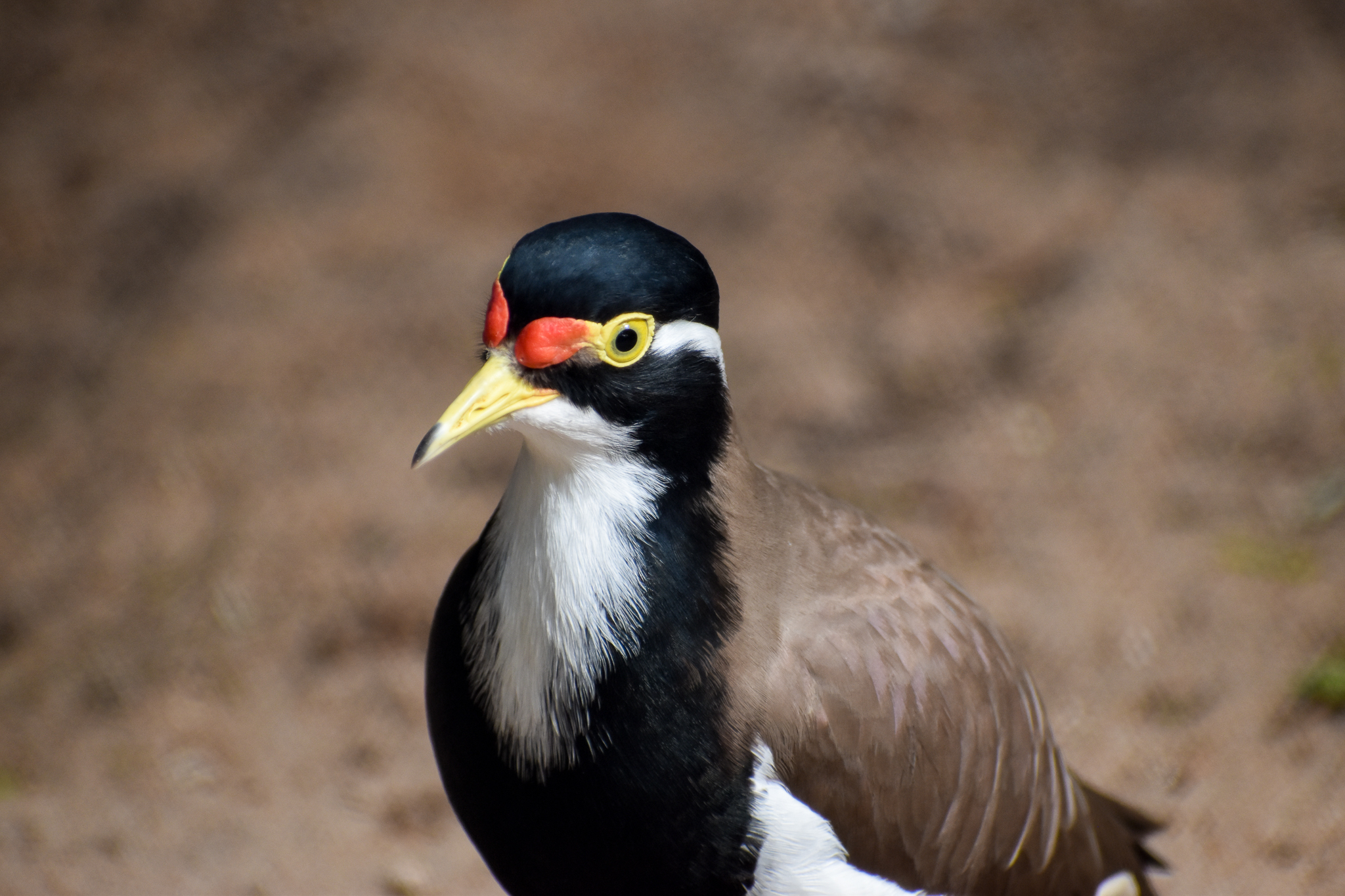 Banded Lapwing