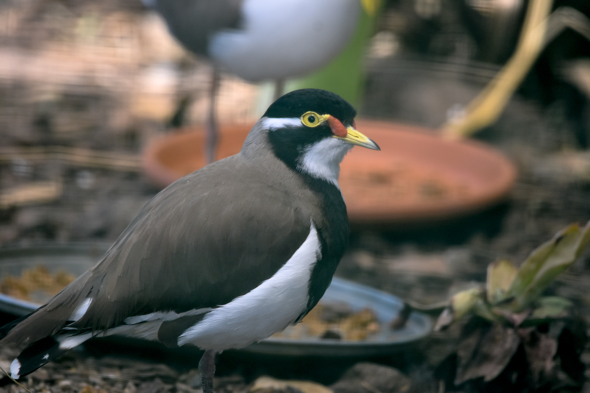Banded Lapwing